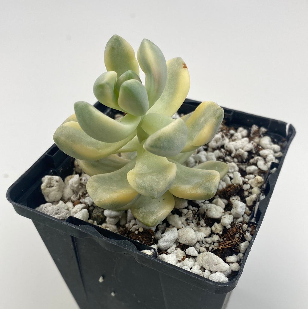 variegated titubans succulent Graptopetalum Titubans variegated