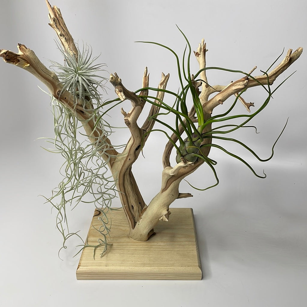 manzanita bonsai tree Manzanita Display