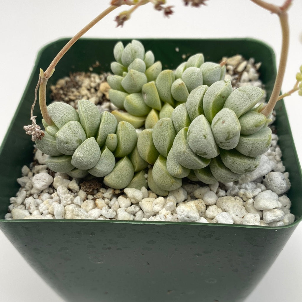 crassula daydream succulent Crassula Deceptor