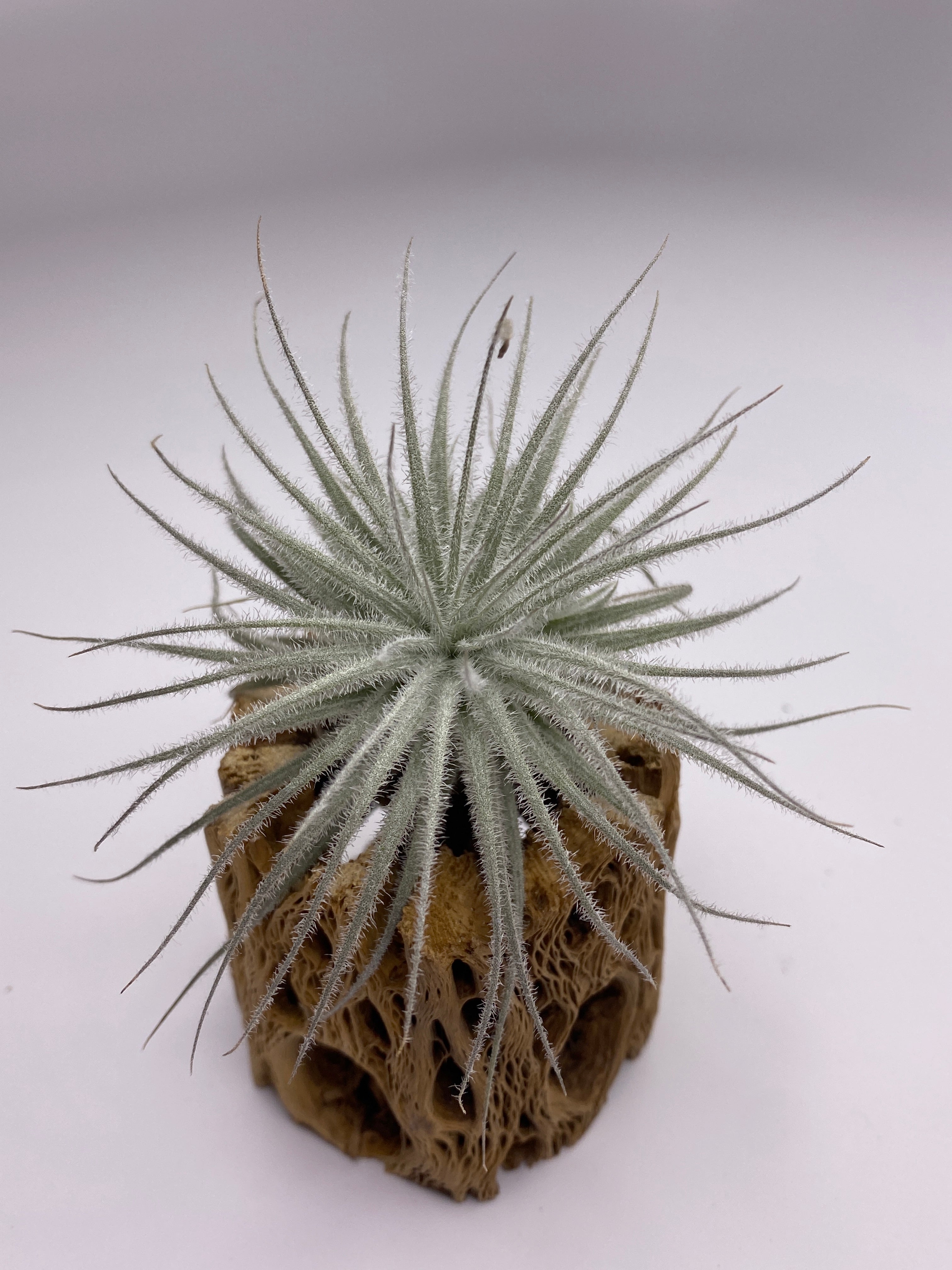 tillandsia tectorum ecuador air plants Tectorum Ecuador 🇪🇨
