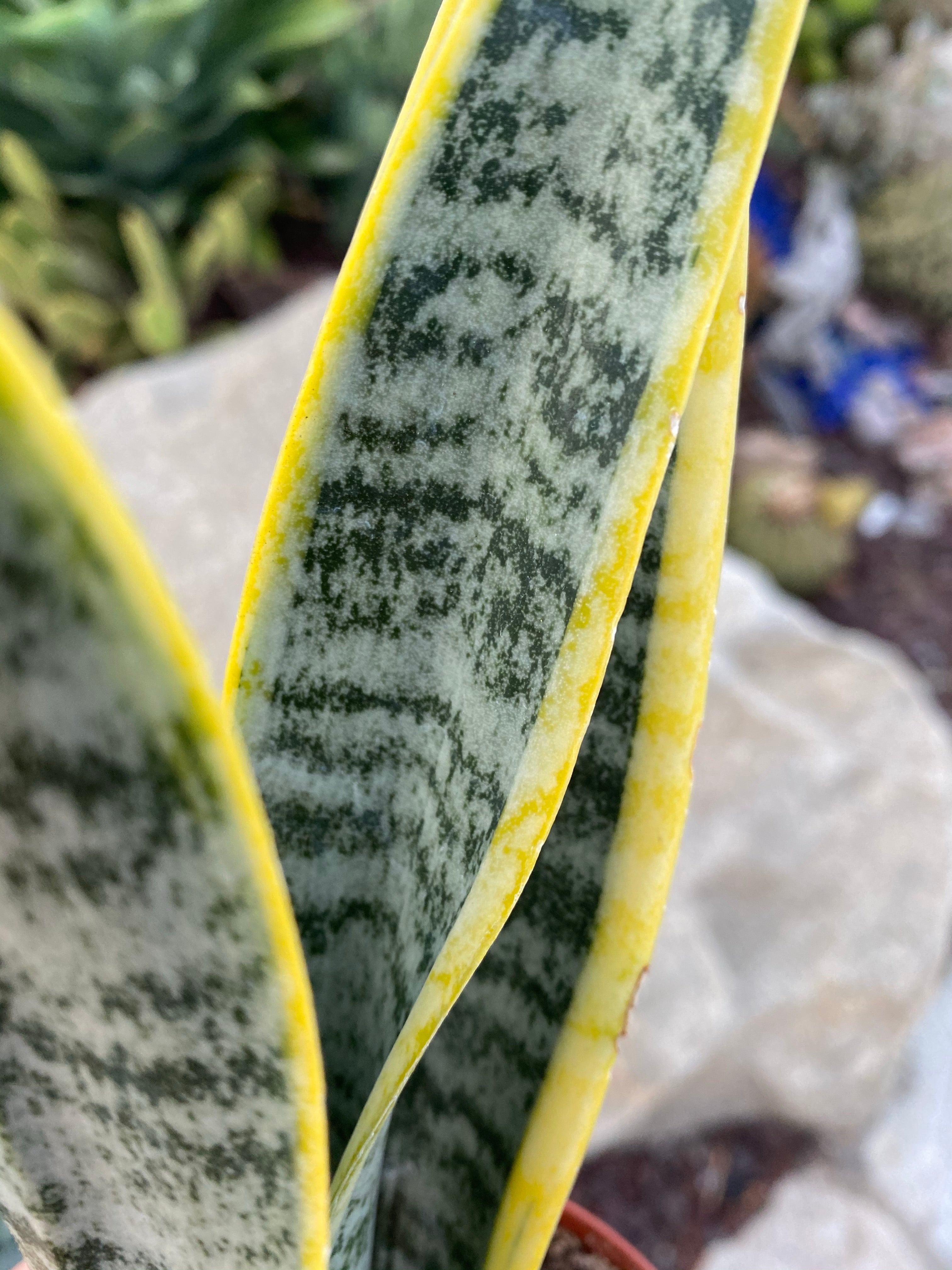 snake plant yellow spots Sansevieria Trifasciata