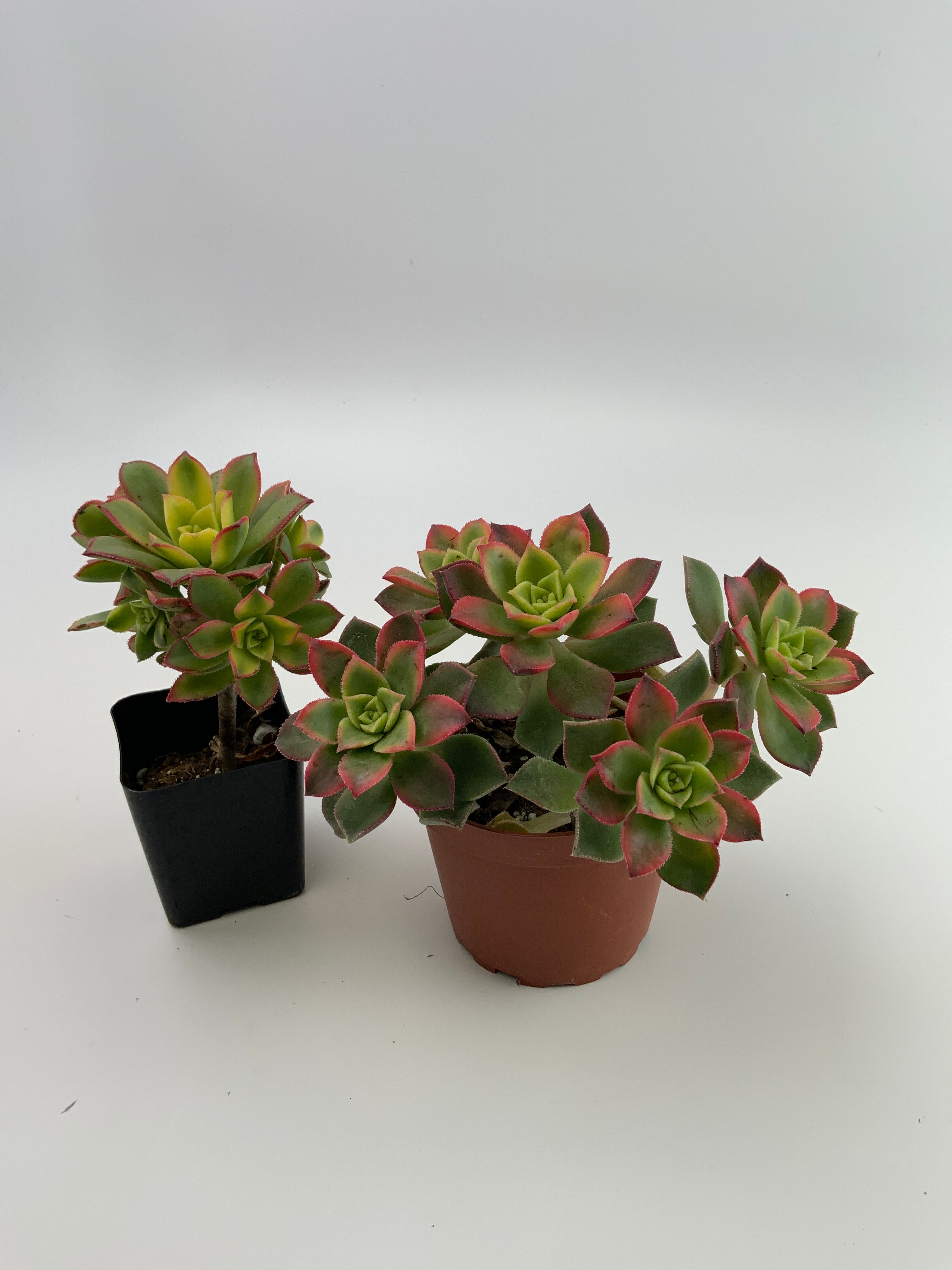 Aeonium 'Kiwi' 🥝