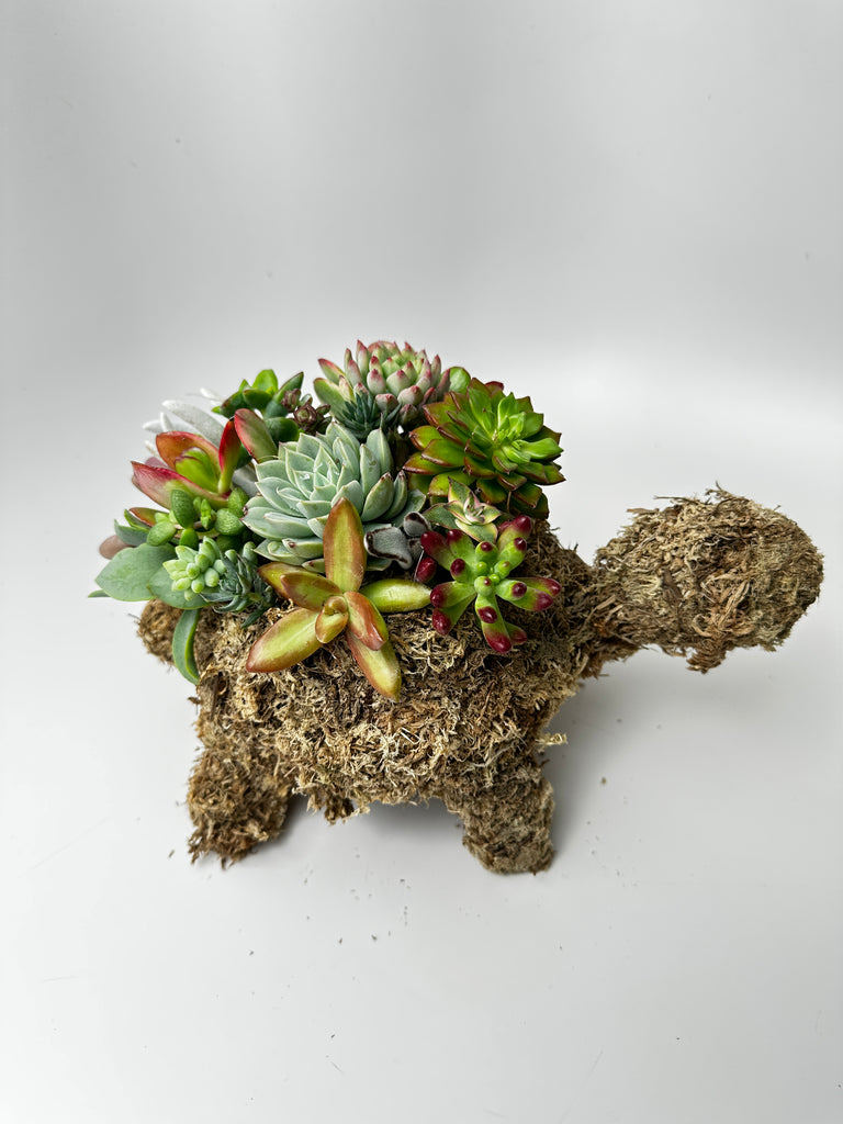 turtle made out of succulents Succulent turtle kit