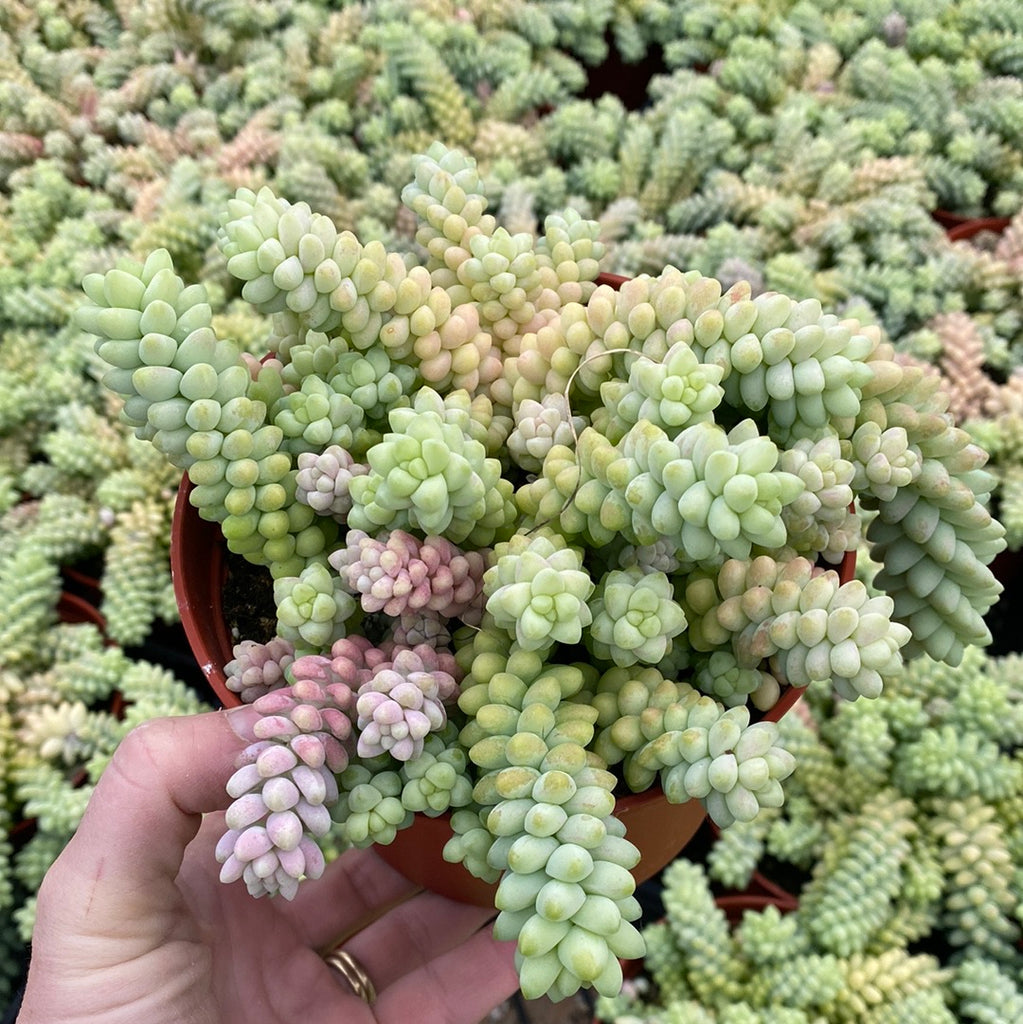 burrito succulent plant Sedum Burrito