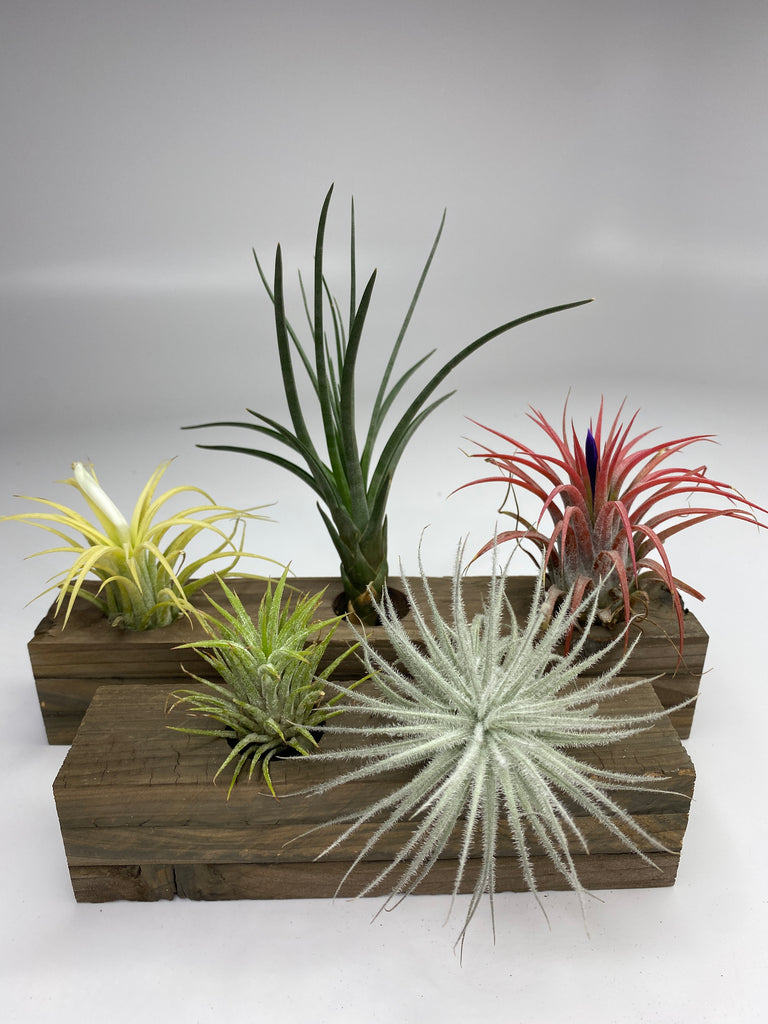air plant display wood Cedar Wood Block Air Plant Display