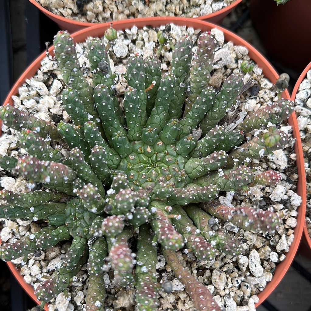 Euphorbia mini Medusa
