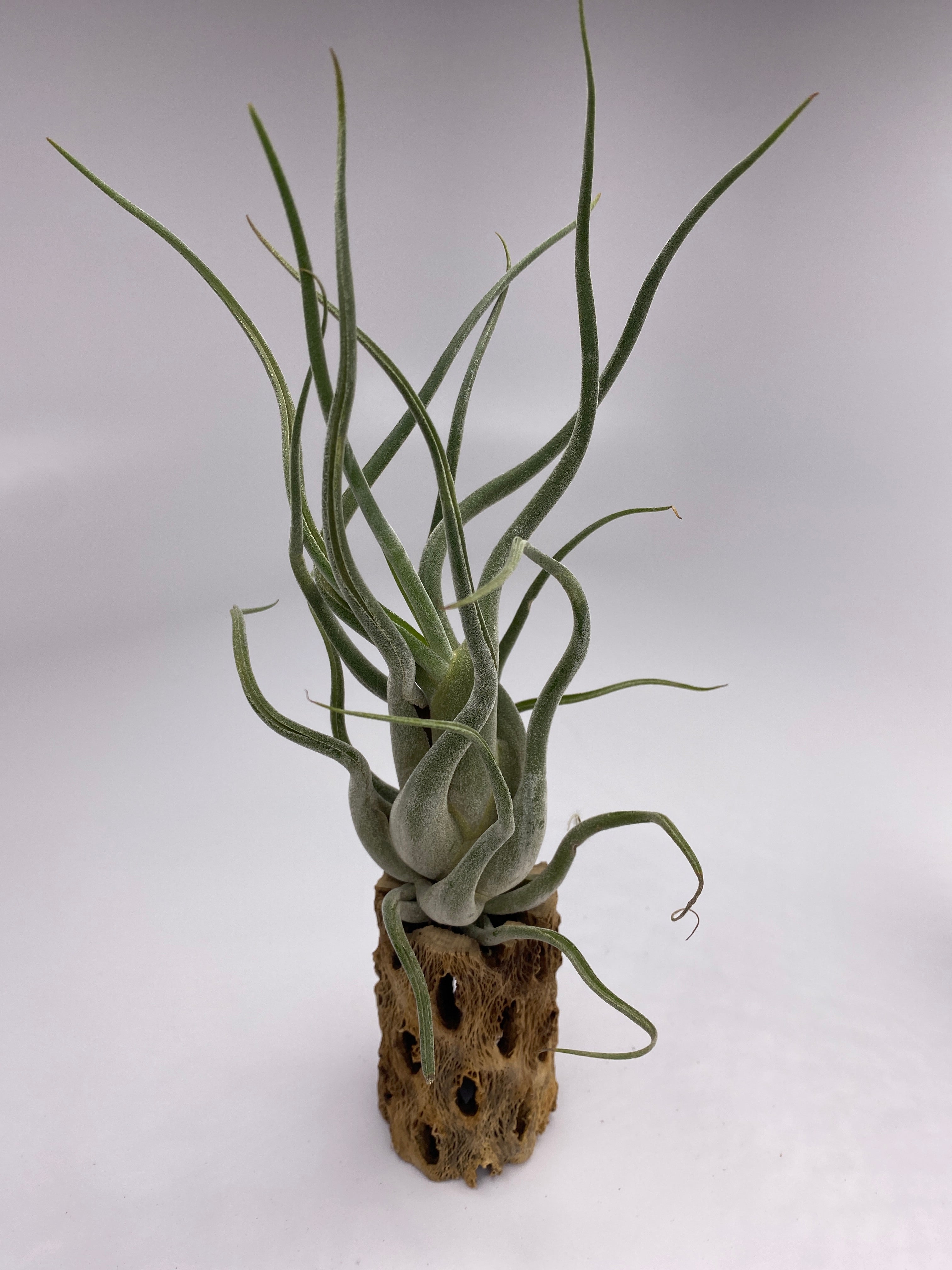 image_9d150feb-4778-42d9-867a-