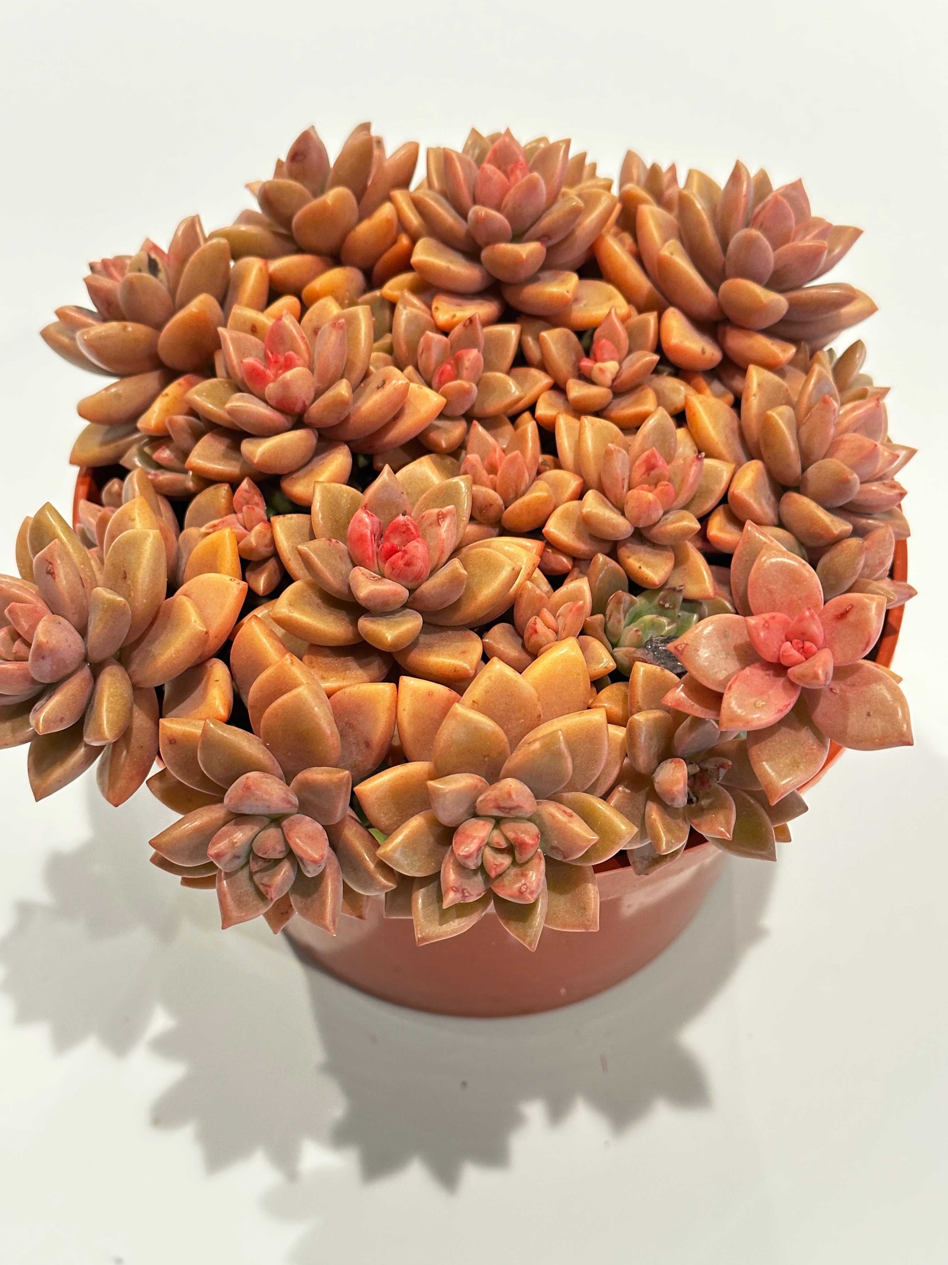 Graptoveria Vera Higgins