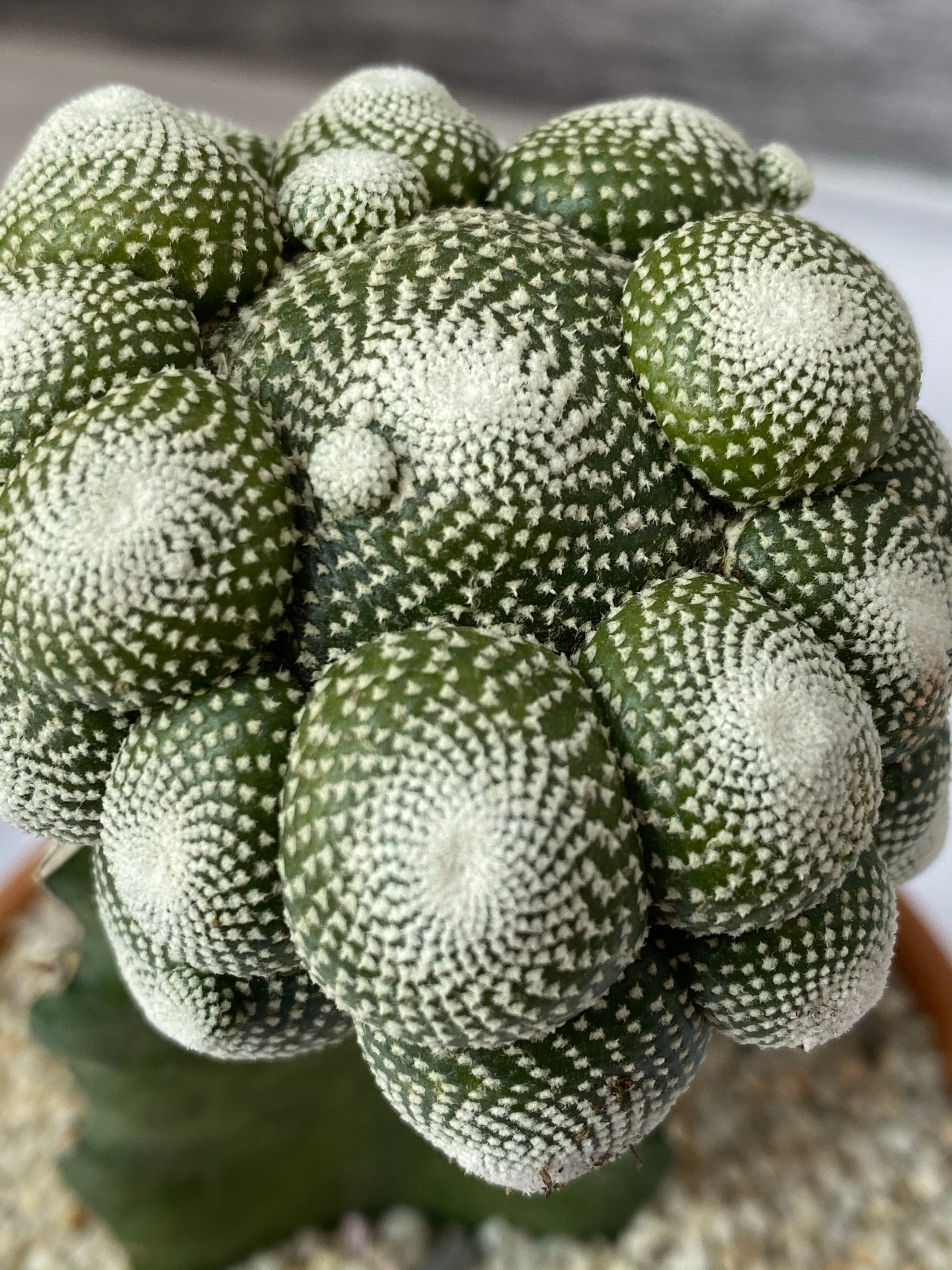 Blossfeldia Liliputana Grafted
