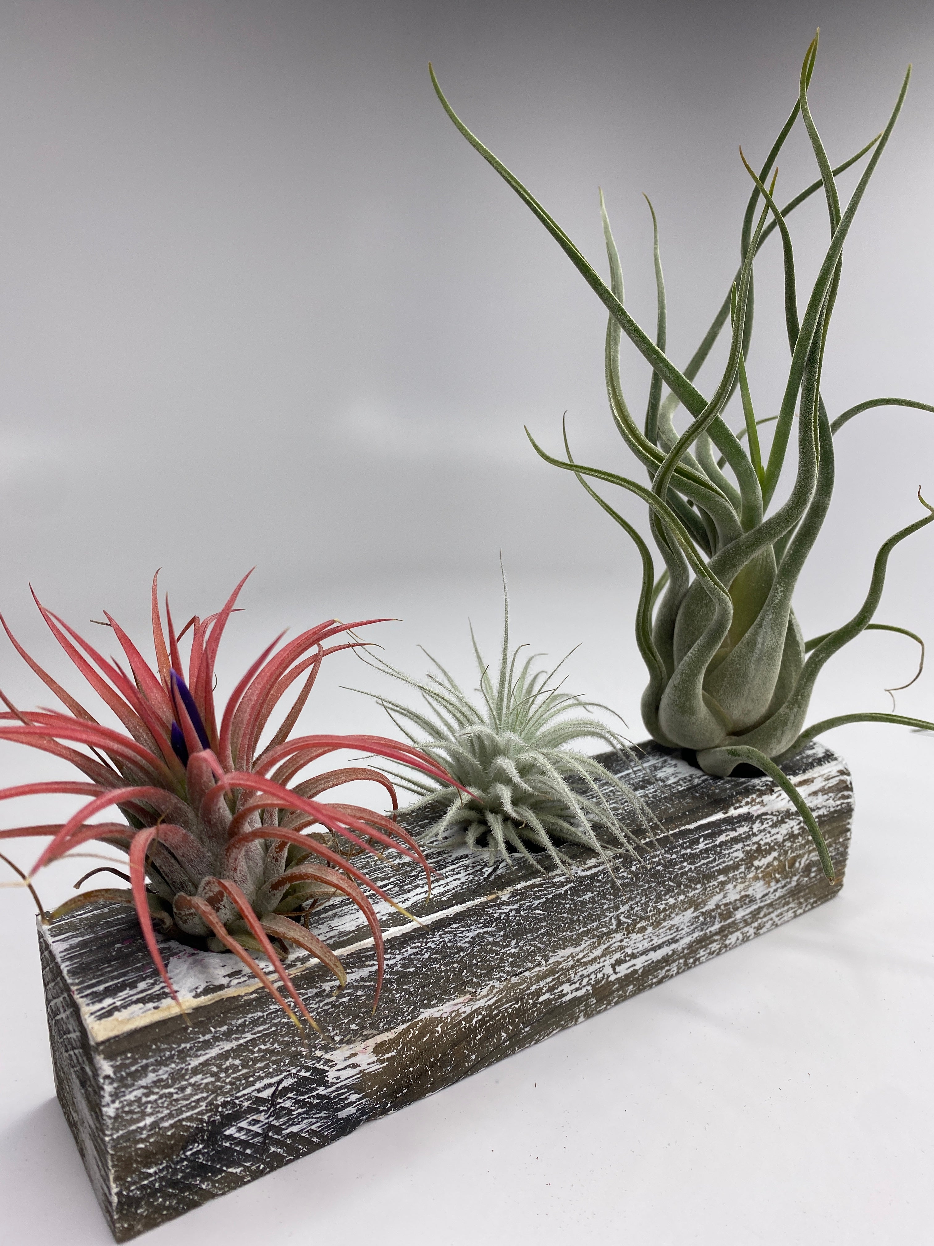 Trio Air Plant & Wood Block Display Set