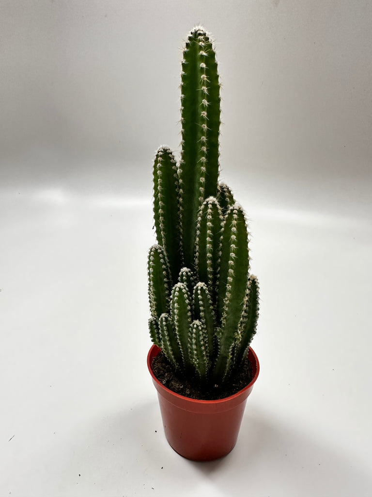 types of fairy castle cactus Fairy Castle Cactus
