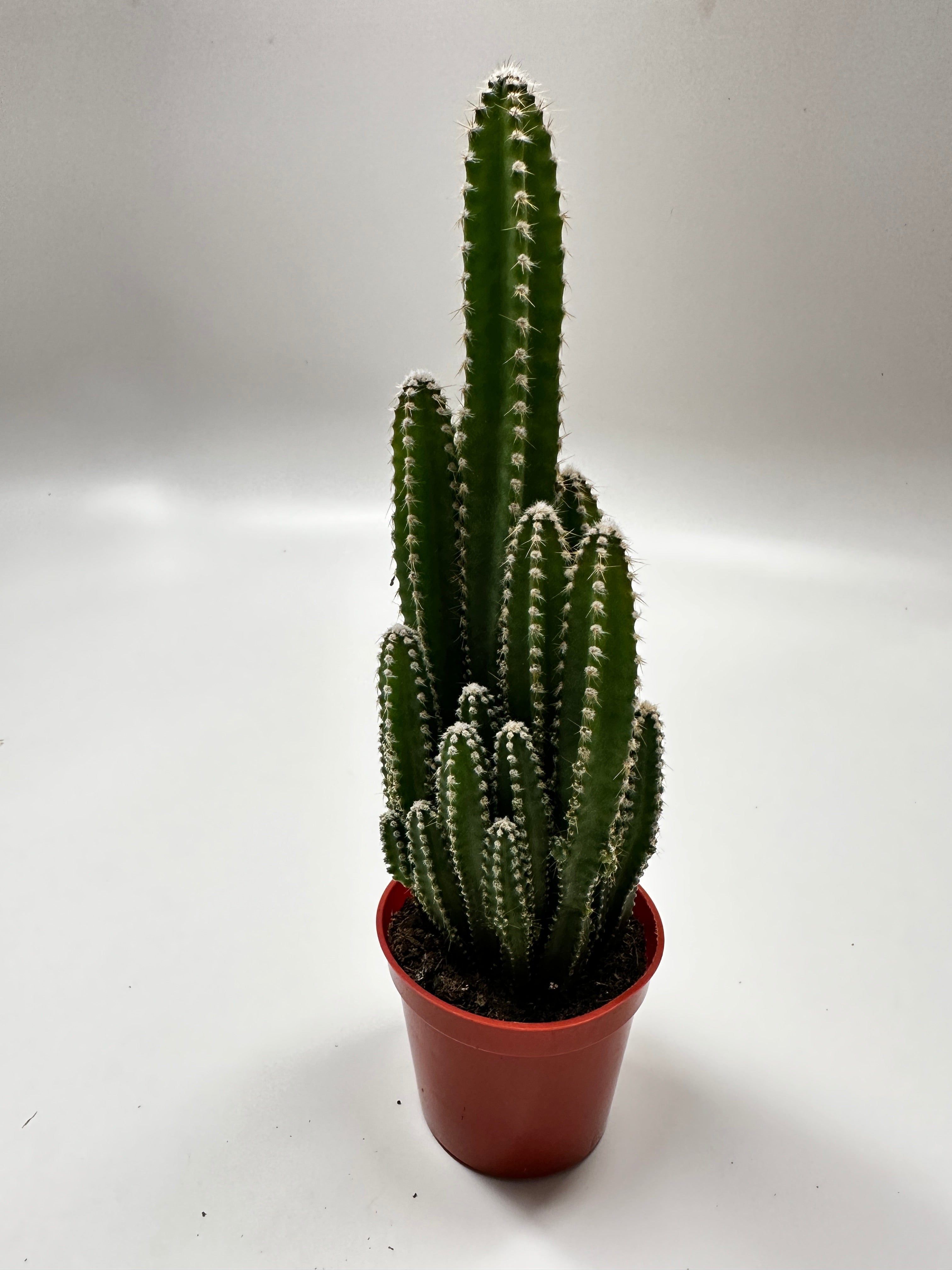 Fairy Castle Cactus | Partly Sunny Projects