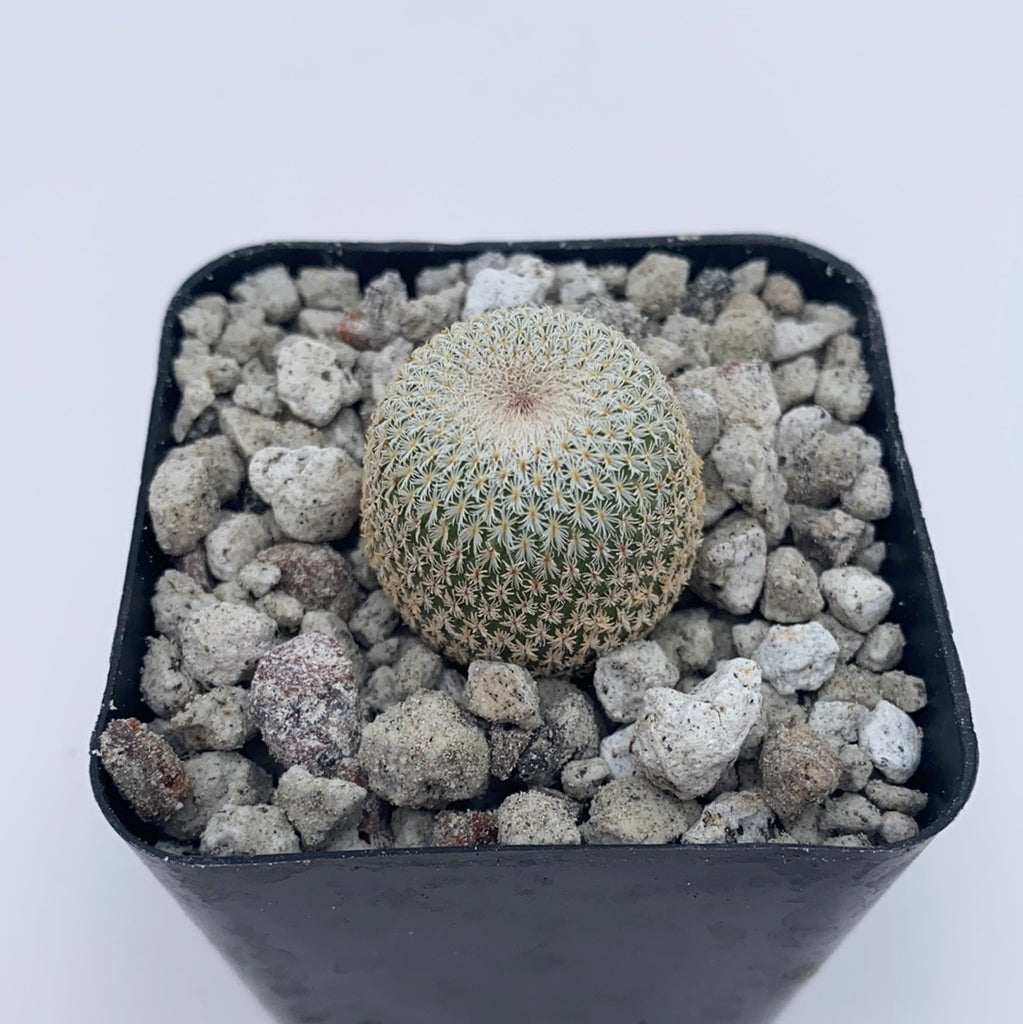 Epithelantha micromeris ~ Buttons Cactus