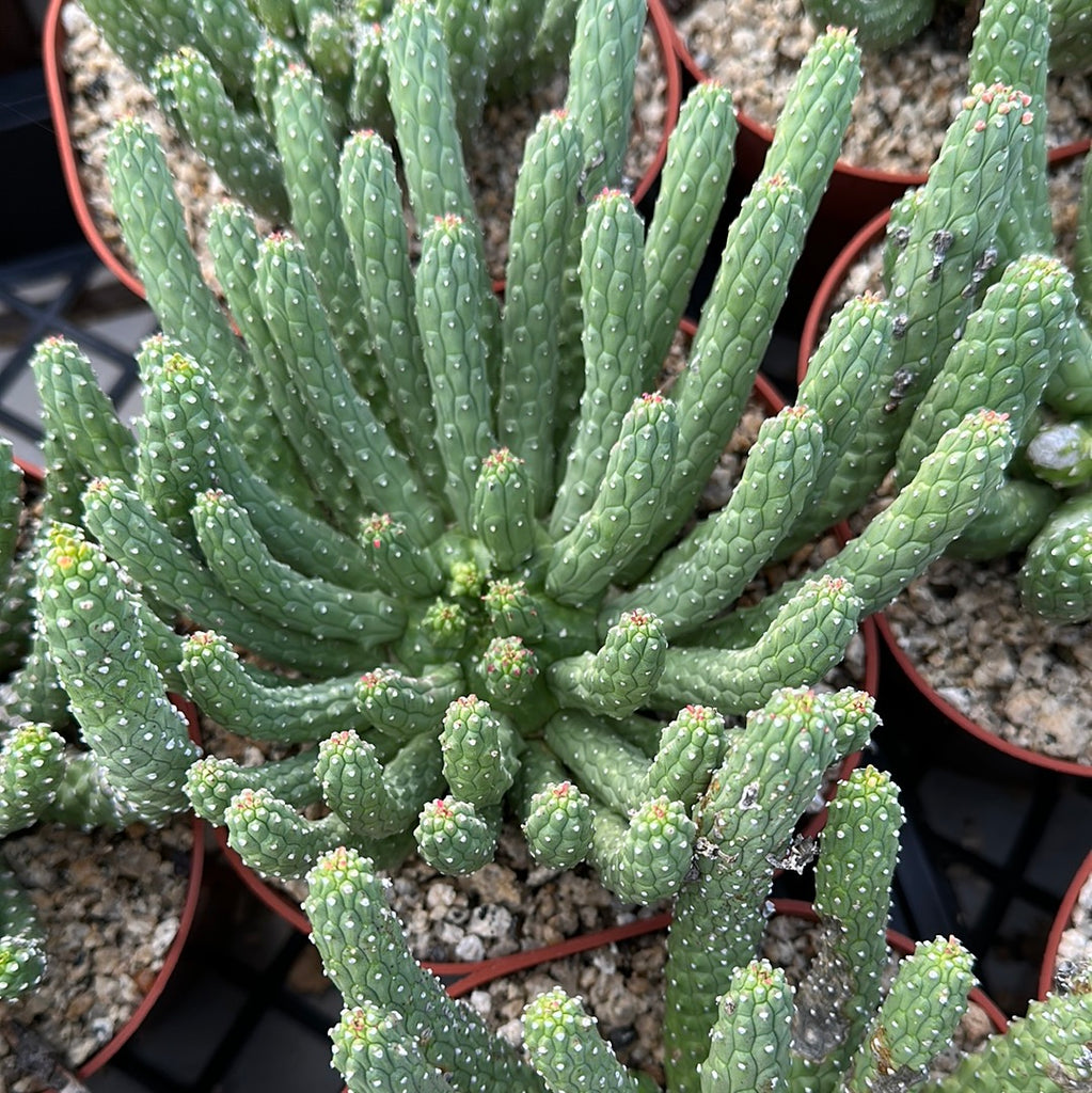 Euphorbia hootinae