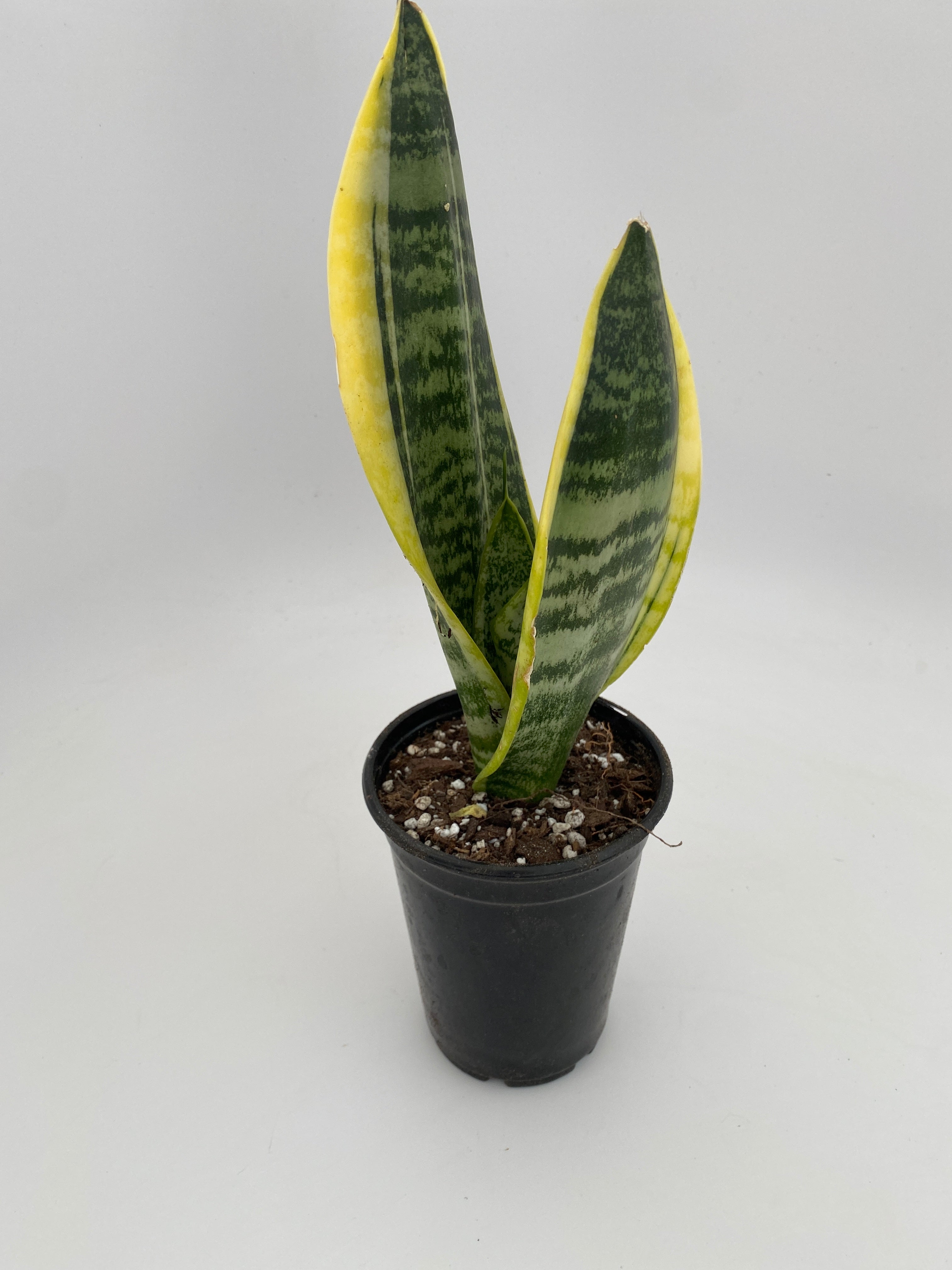 Sansevieria Futura Superba | Partly Sunny Projects