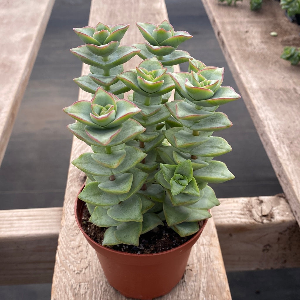 succulent plant tower Crassula Perforata Ivory Tower