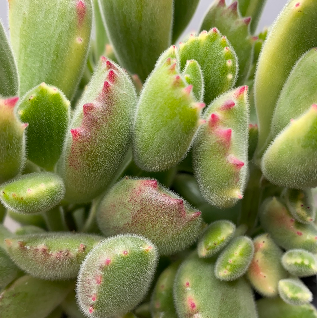 Variegated Bear Paws 🐾