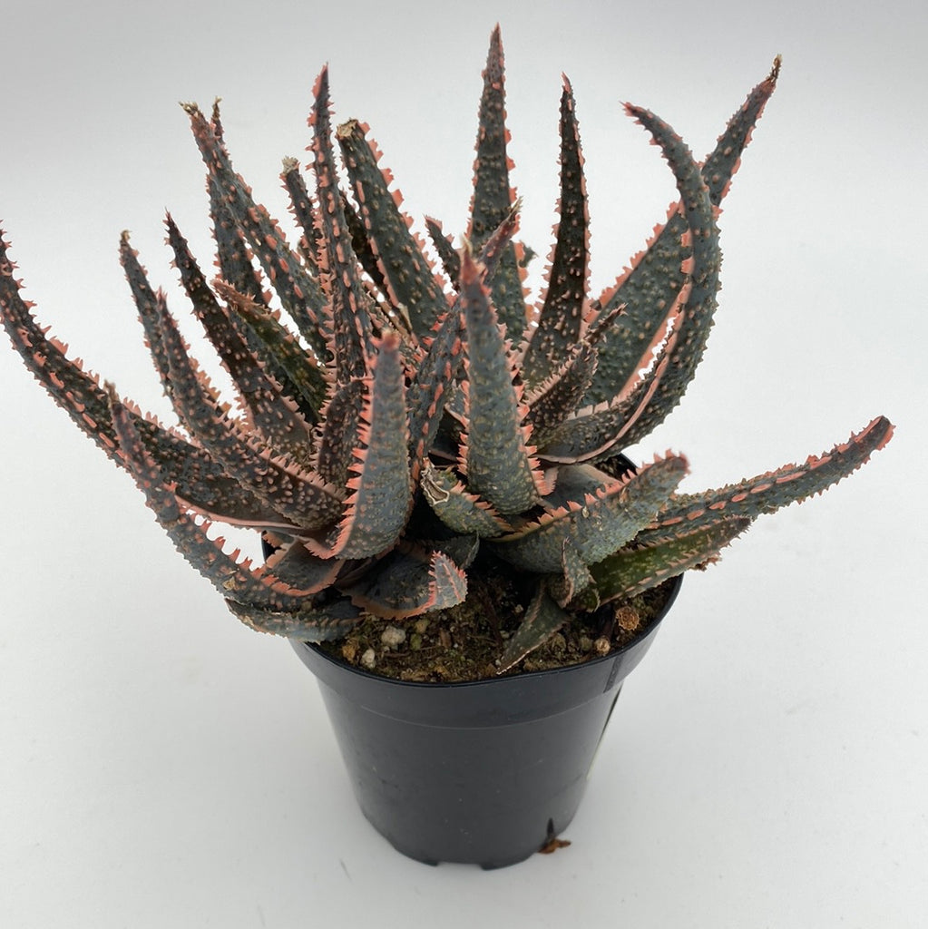 purple aloe vera plant Aloe Purple Haze