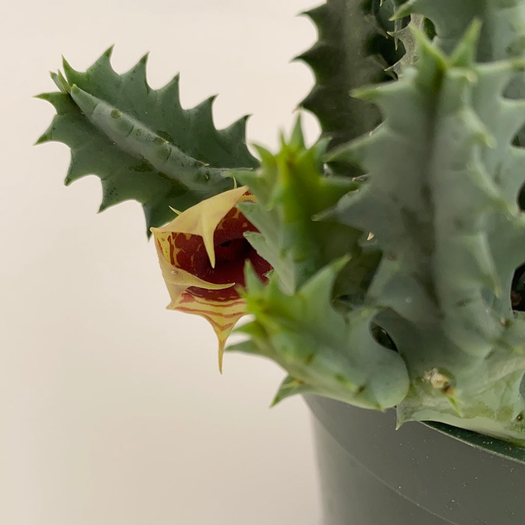 lifesaver succulent plant Huernia zebrina -Lifesaver plant
