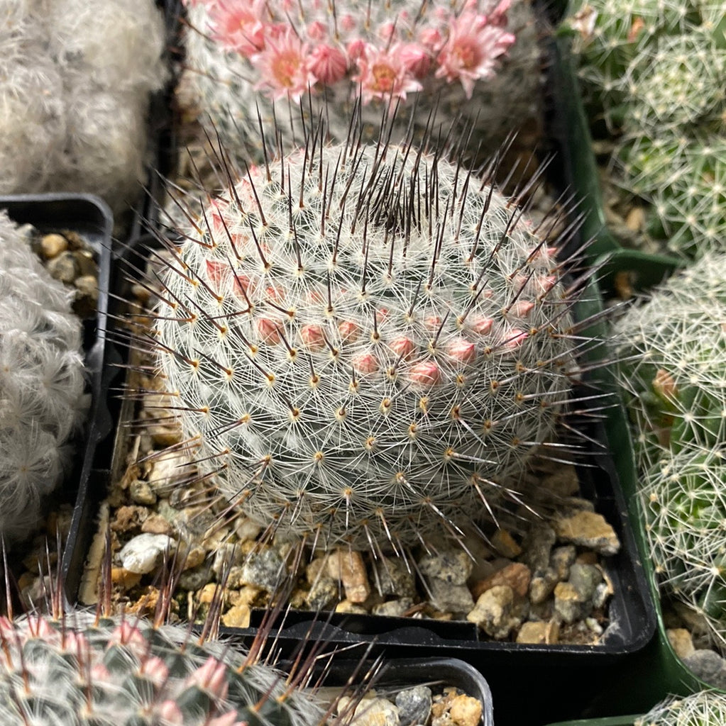 Crown cactus