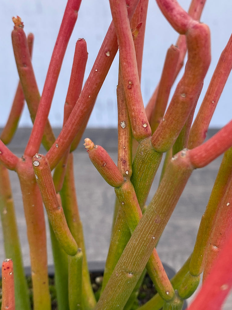 Euphorbia tirucalli ~ Sticks of fire