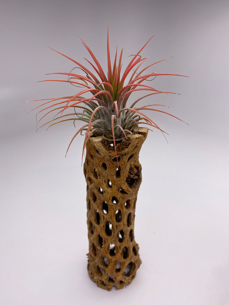 air plant gift set Air Plant & Cholla Gift Set