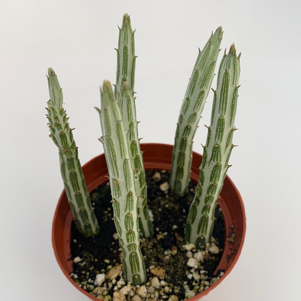 Kleinia Stapeliiformis ~ Pickle plant