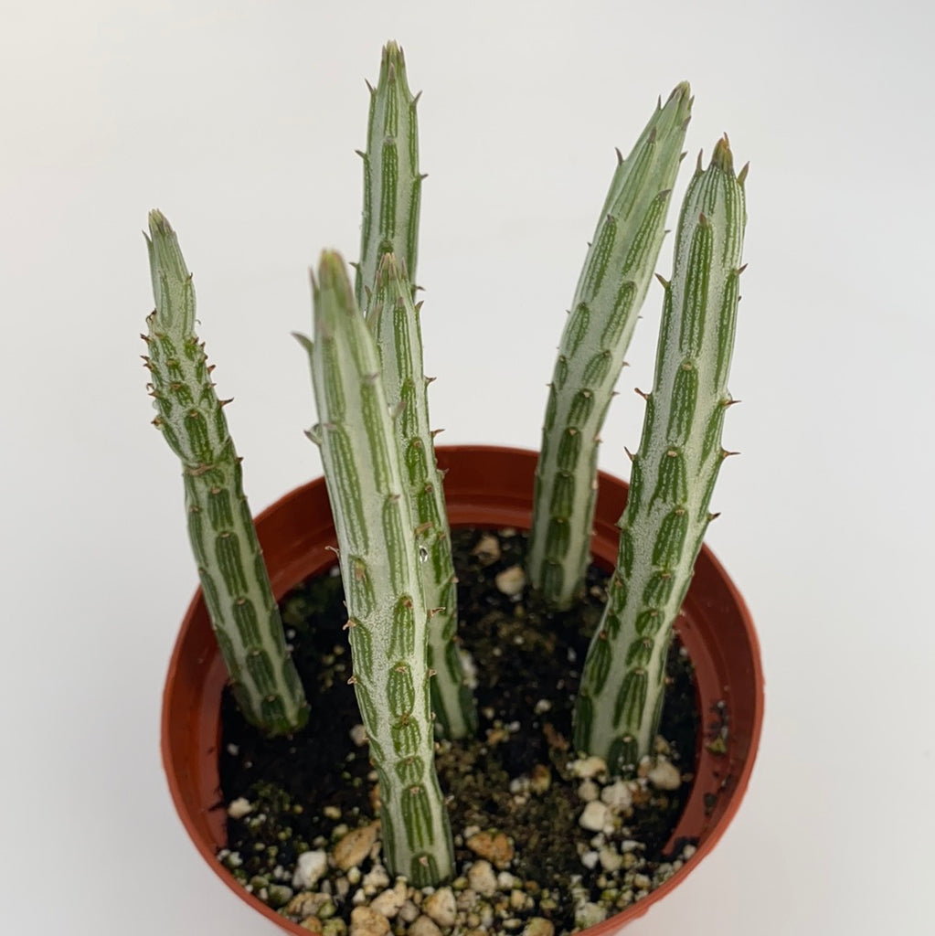 kleinia succulent Kleinia Stapeliiformis ~ Pickle plant
