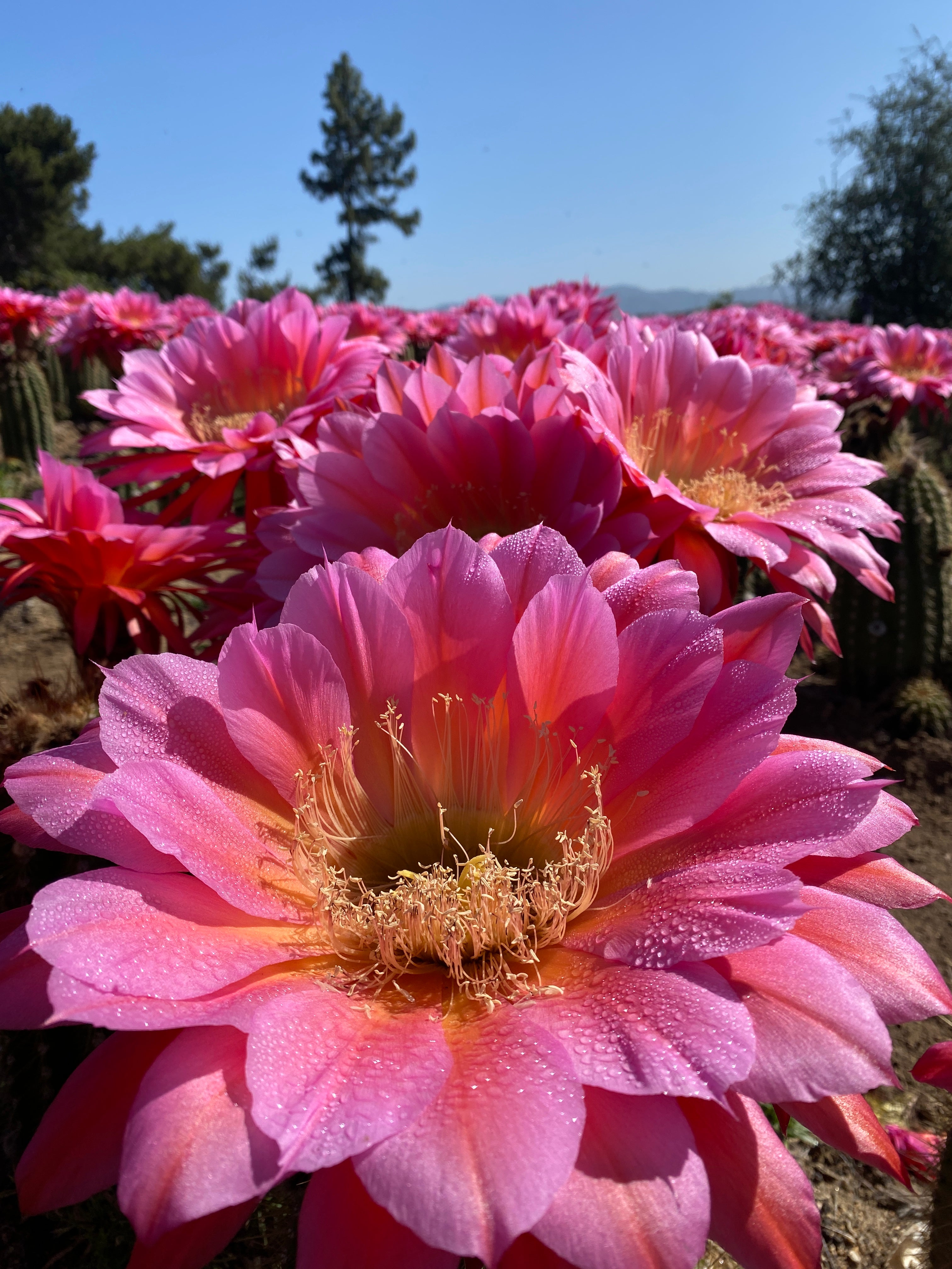 flying saucer plant Echinopsis Flying Saucer