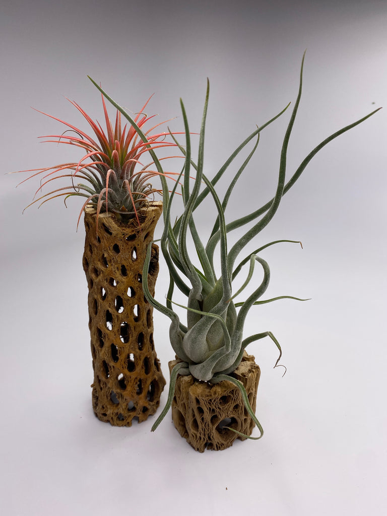 air plant set Air Plant & Cholla Gift Set