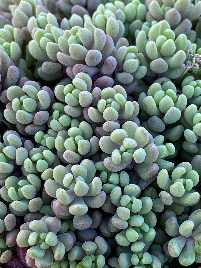 sedum minor succulent Sedum Dasyphyllum Minor