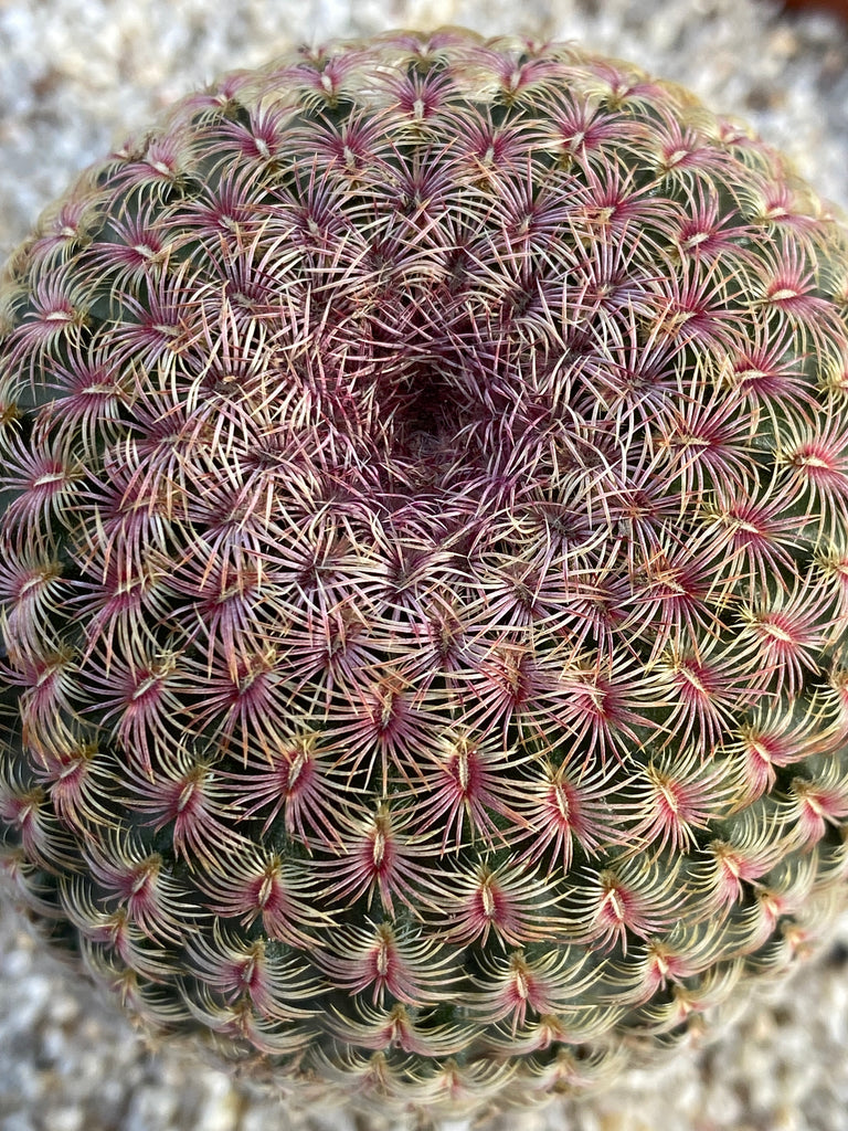 Echinocereus rigidissimus rubrispinus ~ Rainbow Hedgehog Cactus