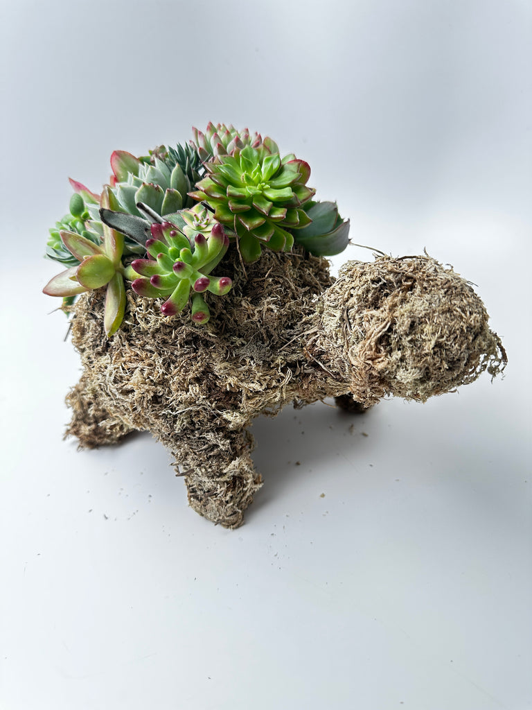 succulent turtle planter Succulent turtle kit