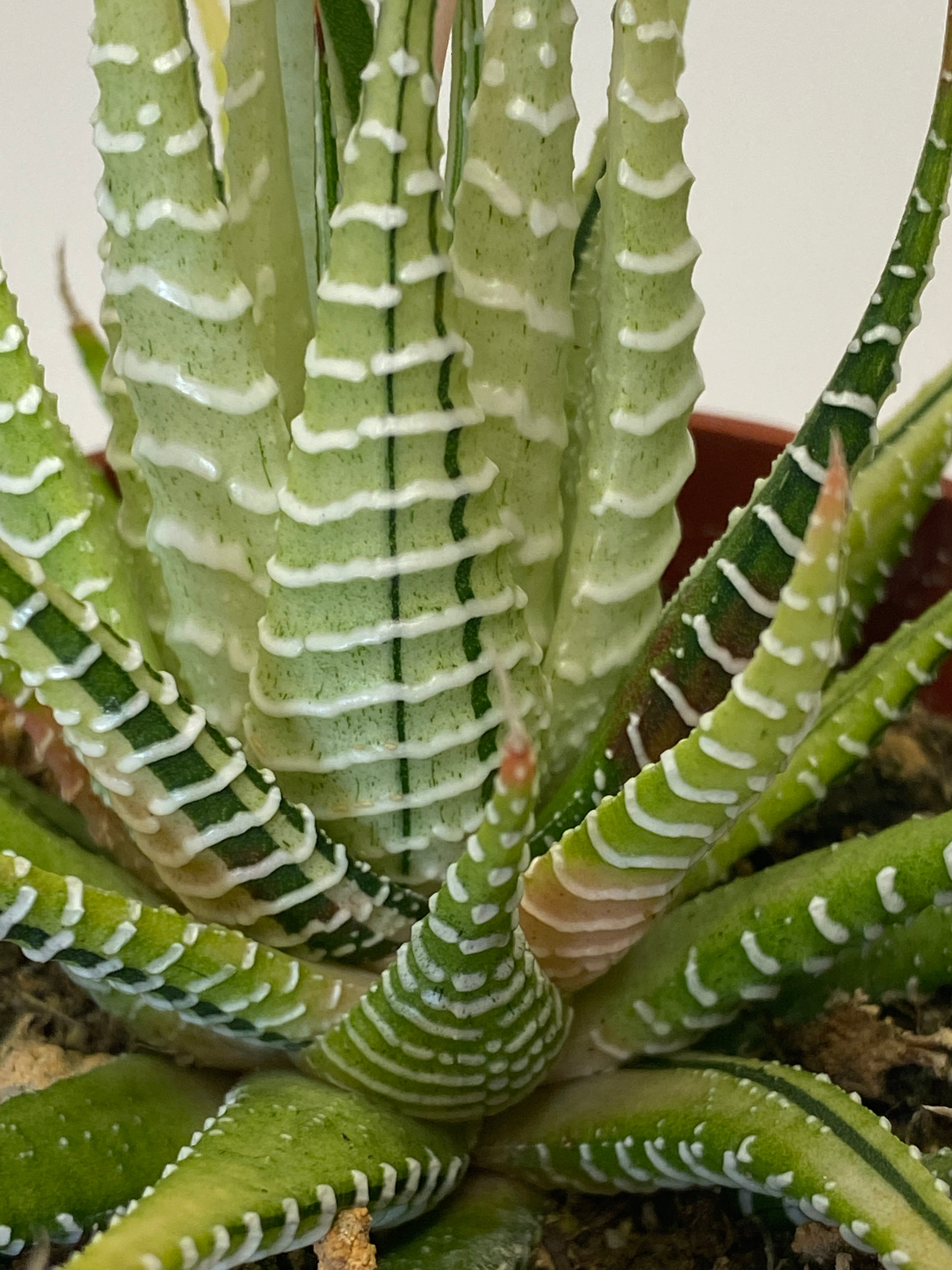Haworthia zebrina variegata