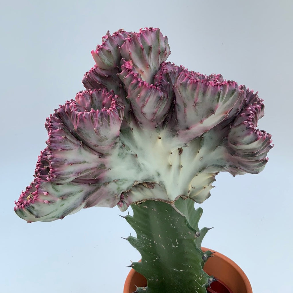 Euphorbia Lactea "Cristata"