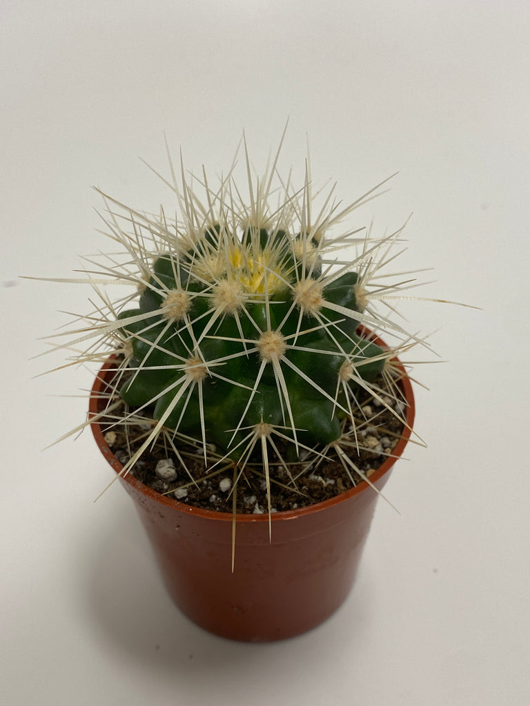 Echinocactus grusonii var. albispinus - White Barrel Cactus