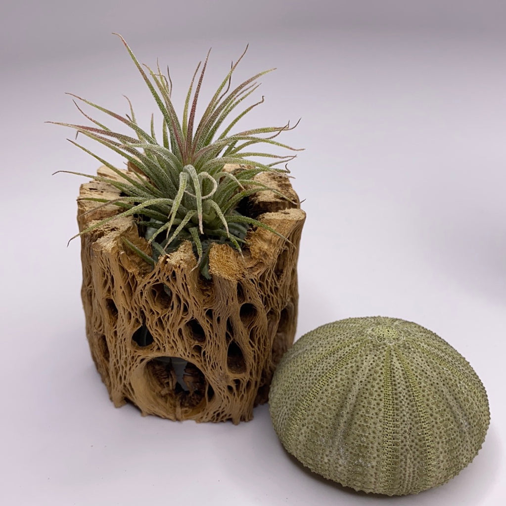 ionantha fuego air plant Tillandsia Ionantha Fuego