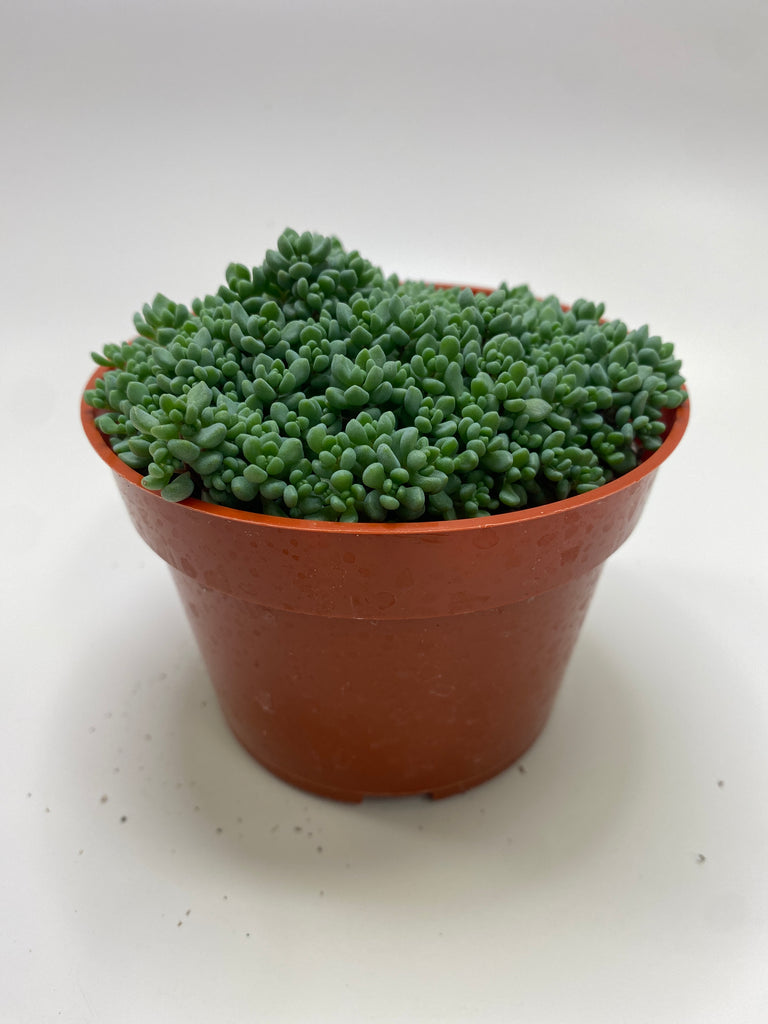 sedum minor succulent Sedum Dasyphyllum Minor