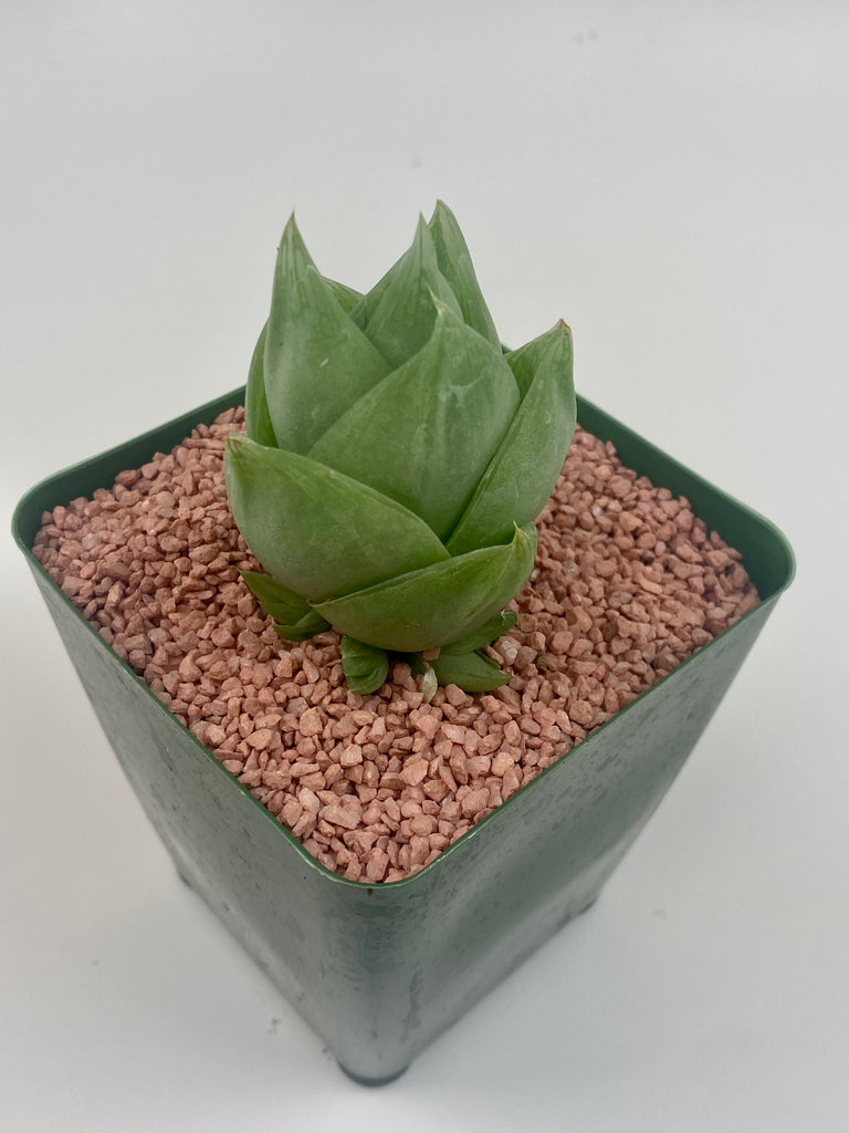 aworthia cymbiformis v ramosa Planted in green pot with rose pebble top dressing