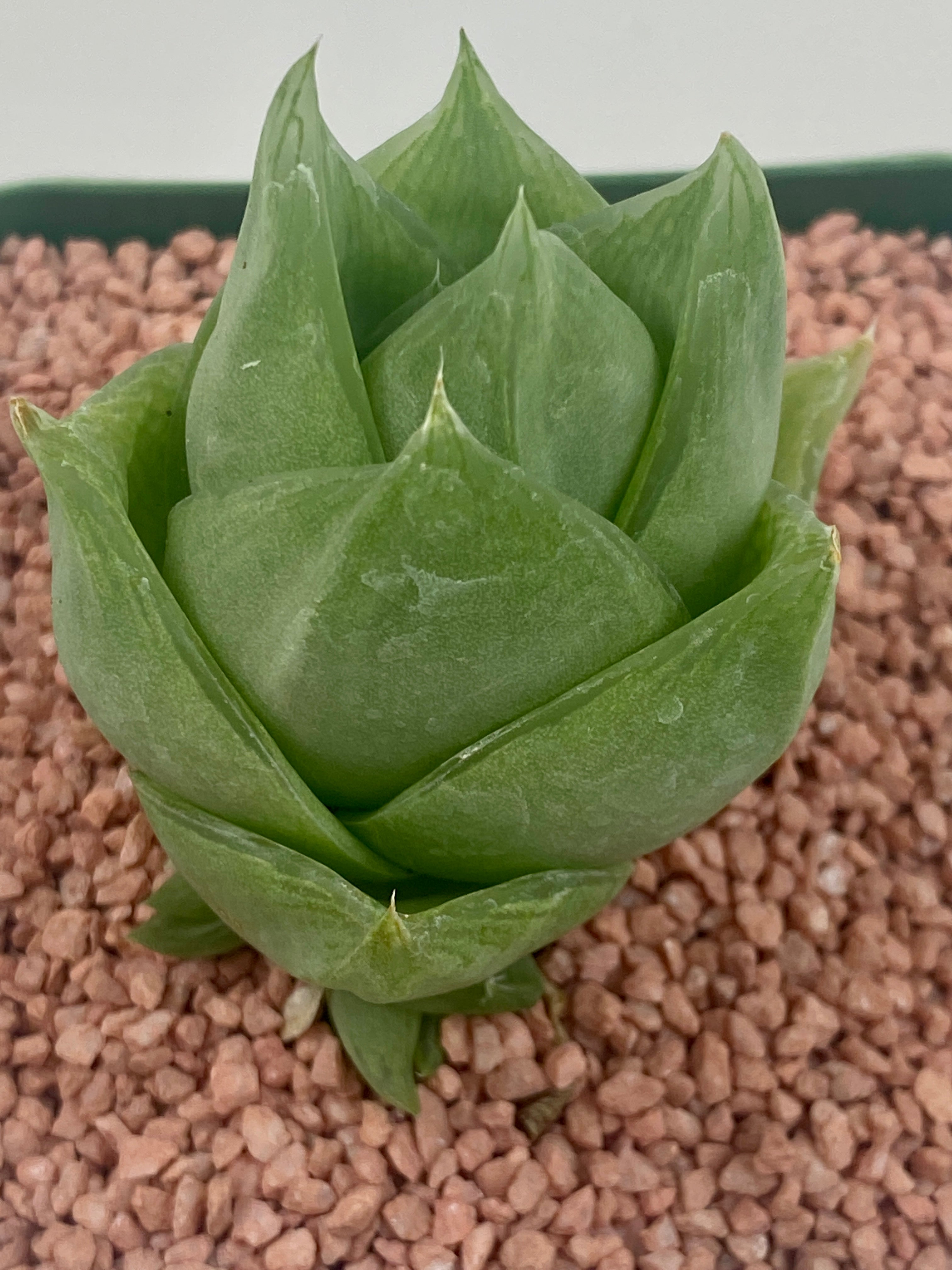 haworthia cymbiformis succulent Haworthia cymbiformis v ramosa