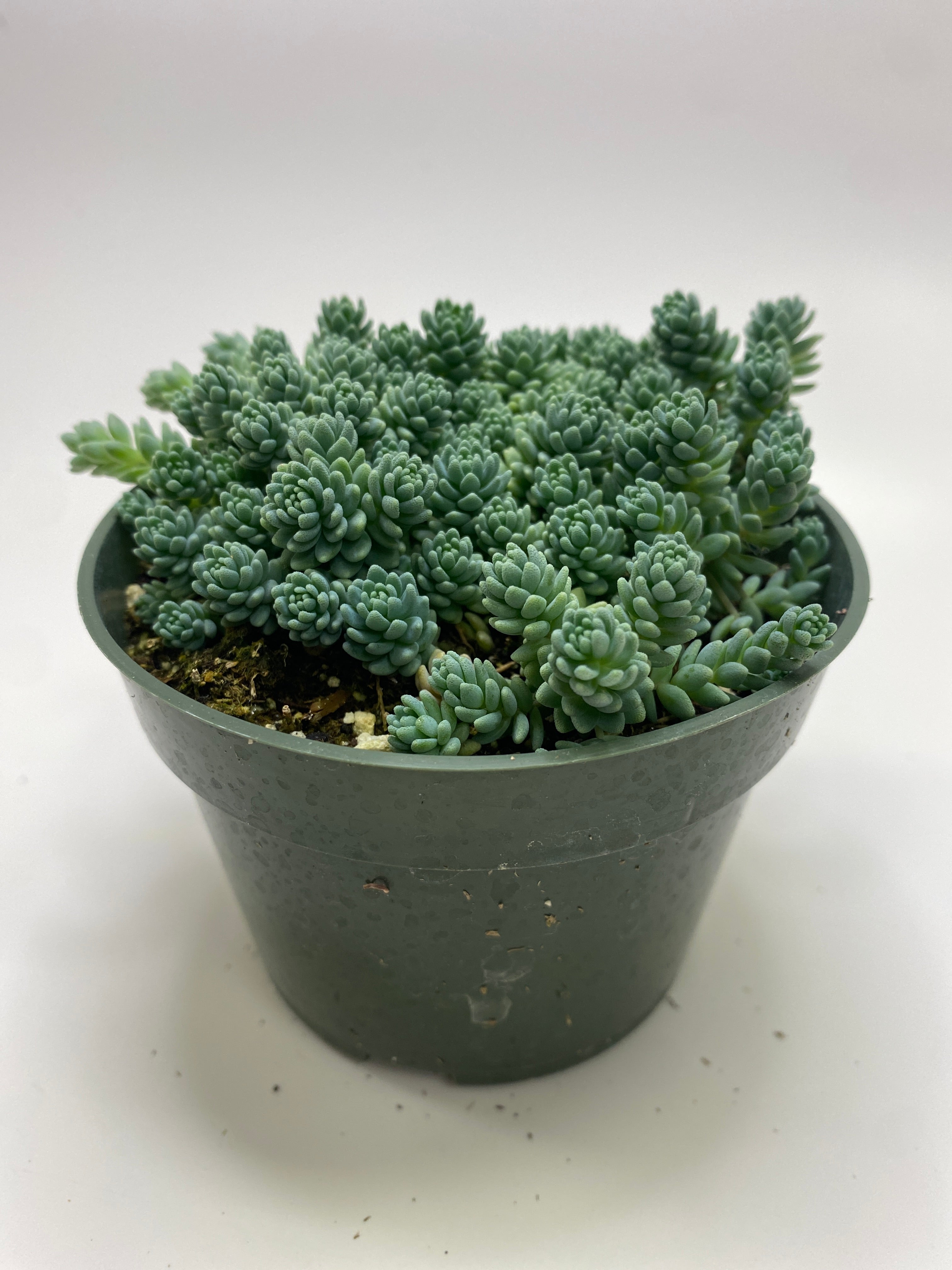 sedum major succulent Sedum Dasyphyllum Major