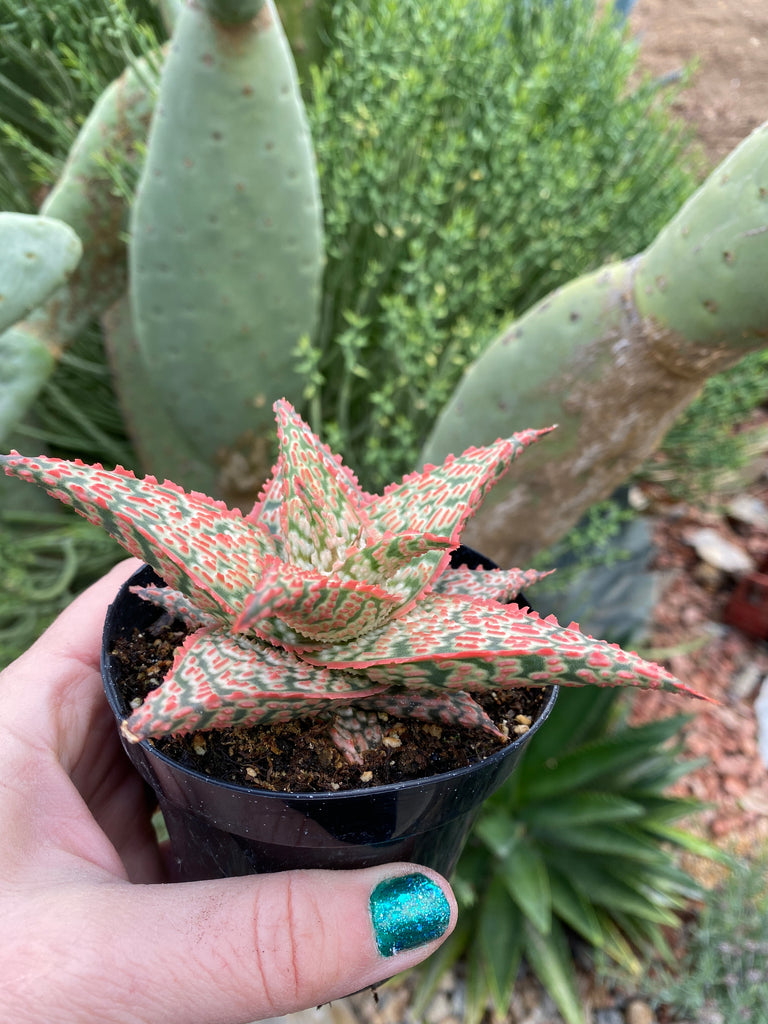 is aloe vera a hybrid plant Aloe Firecracker Hybrid