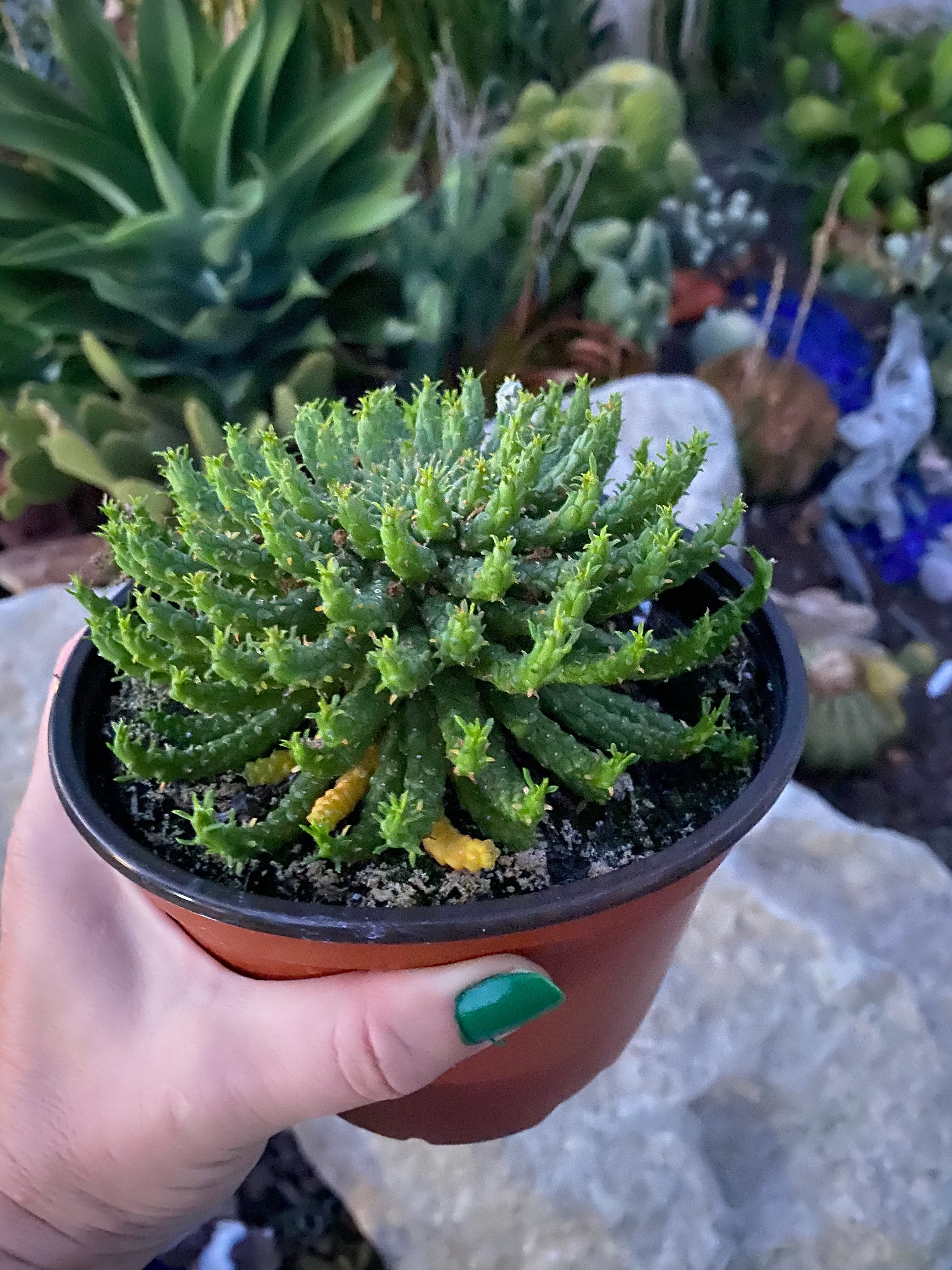 medusa succulent Euphorbia caput-medusae ~ Medusa's Head