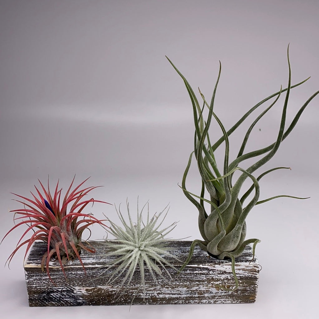 air plant trio Trio Air Plant & Wood Block Display Set