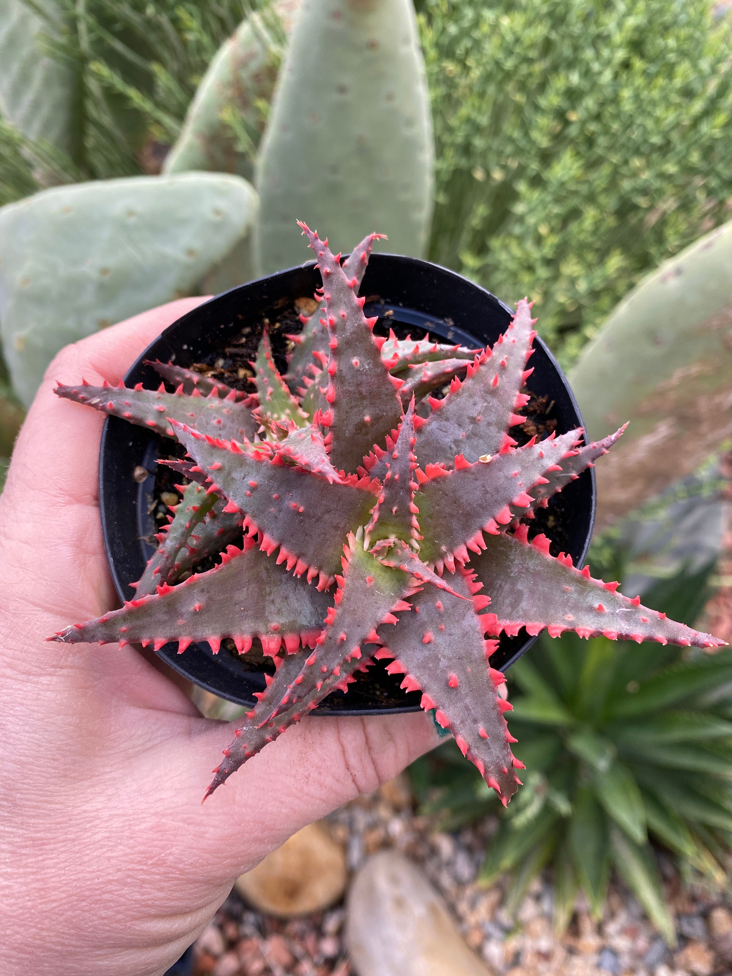 christmas aloe succulent Aloe Christmas Sleigh