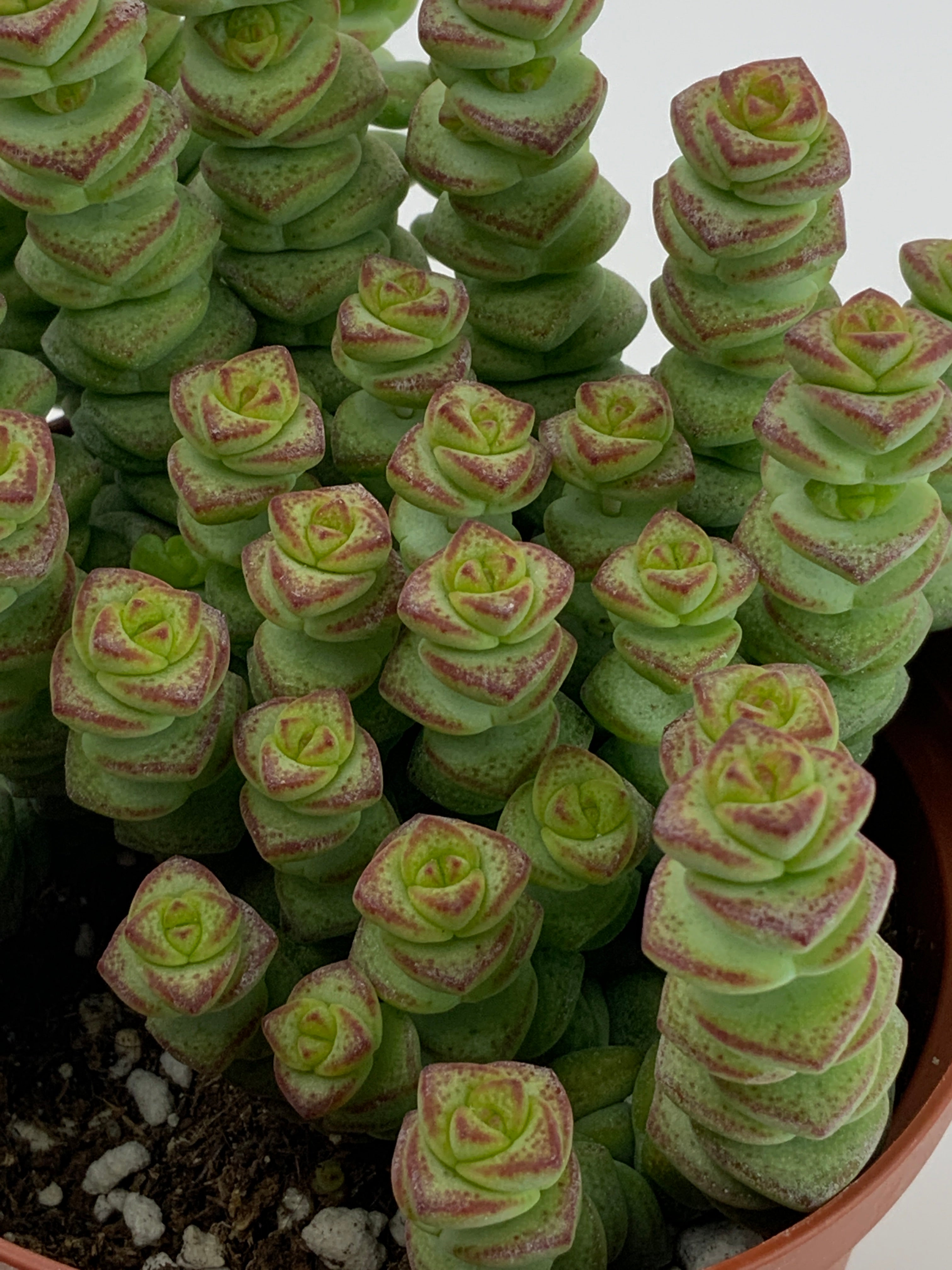 crassula baby necklace succulent Crassula Baby Necklace