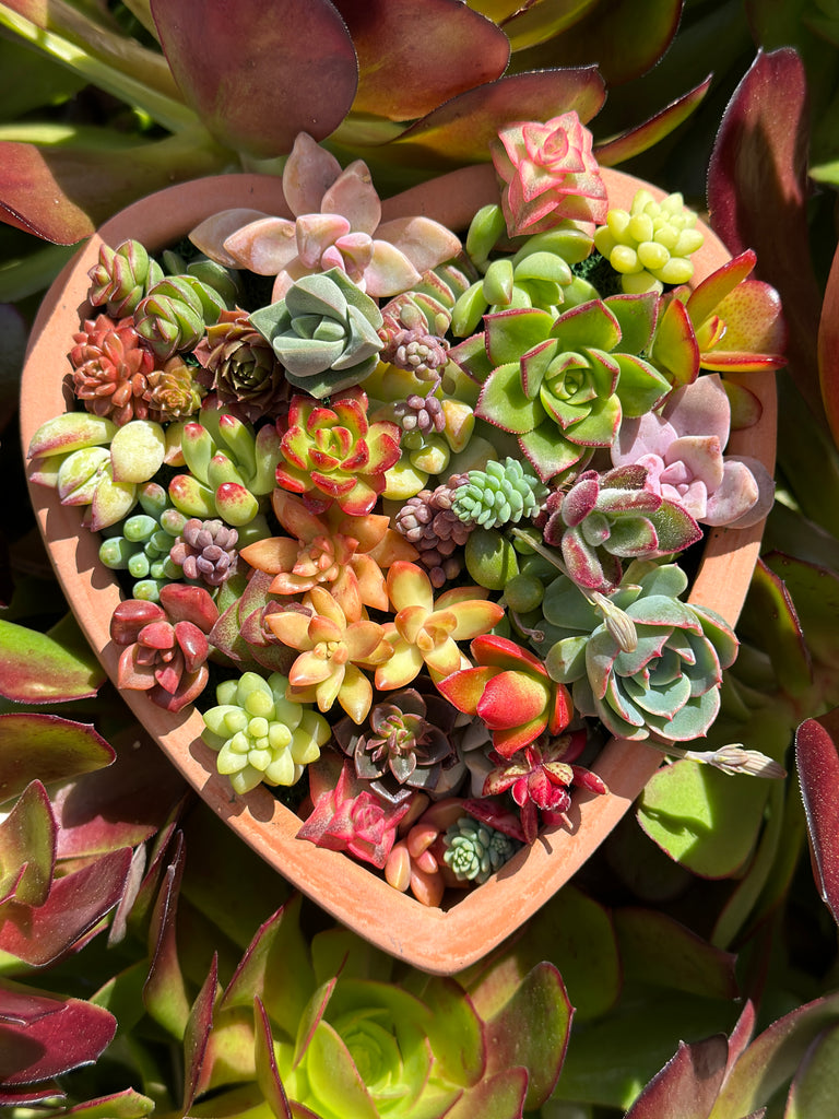 Terra cotta pot planted with an assortment of colorful succulents