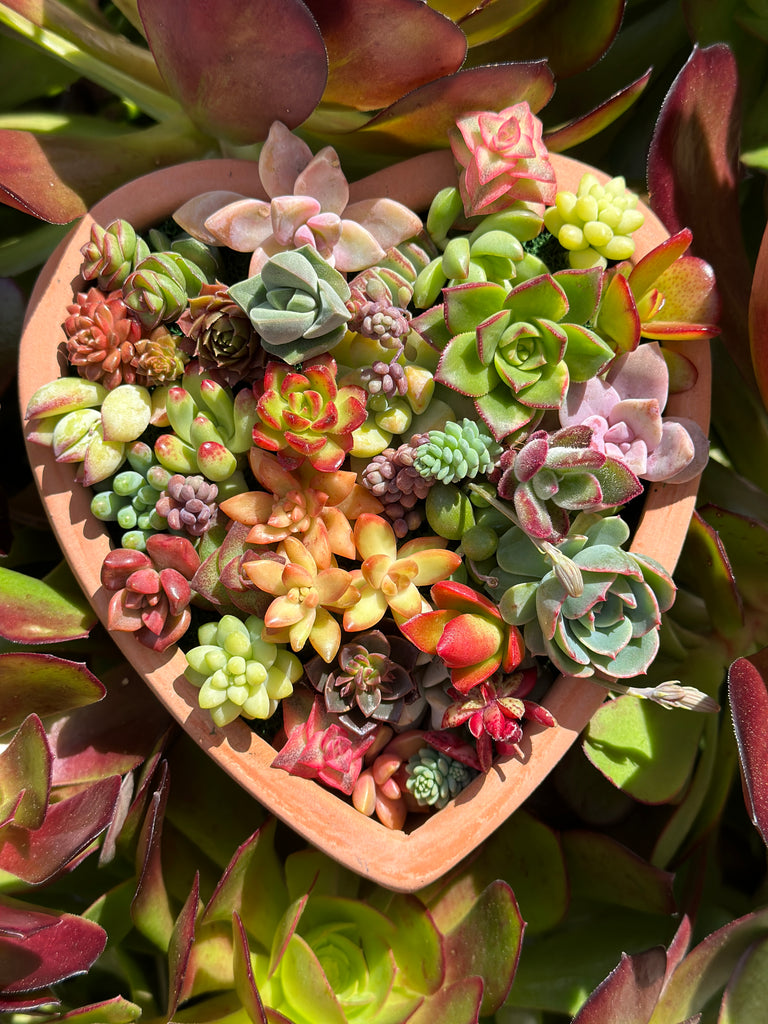 colorful succulent cuttings Fairy Garden Mini Cuttings Assortment