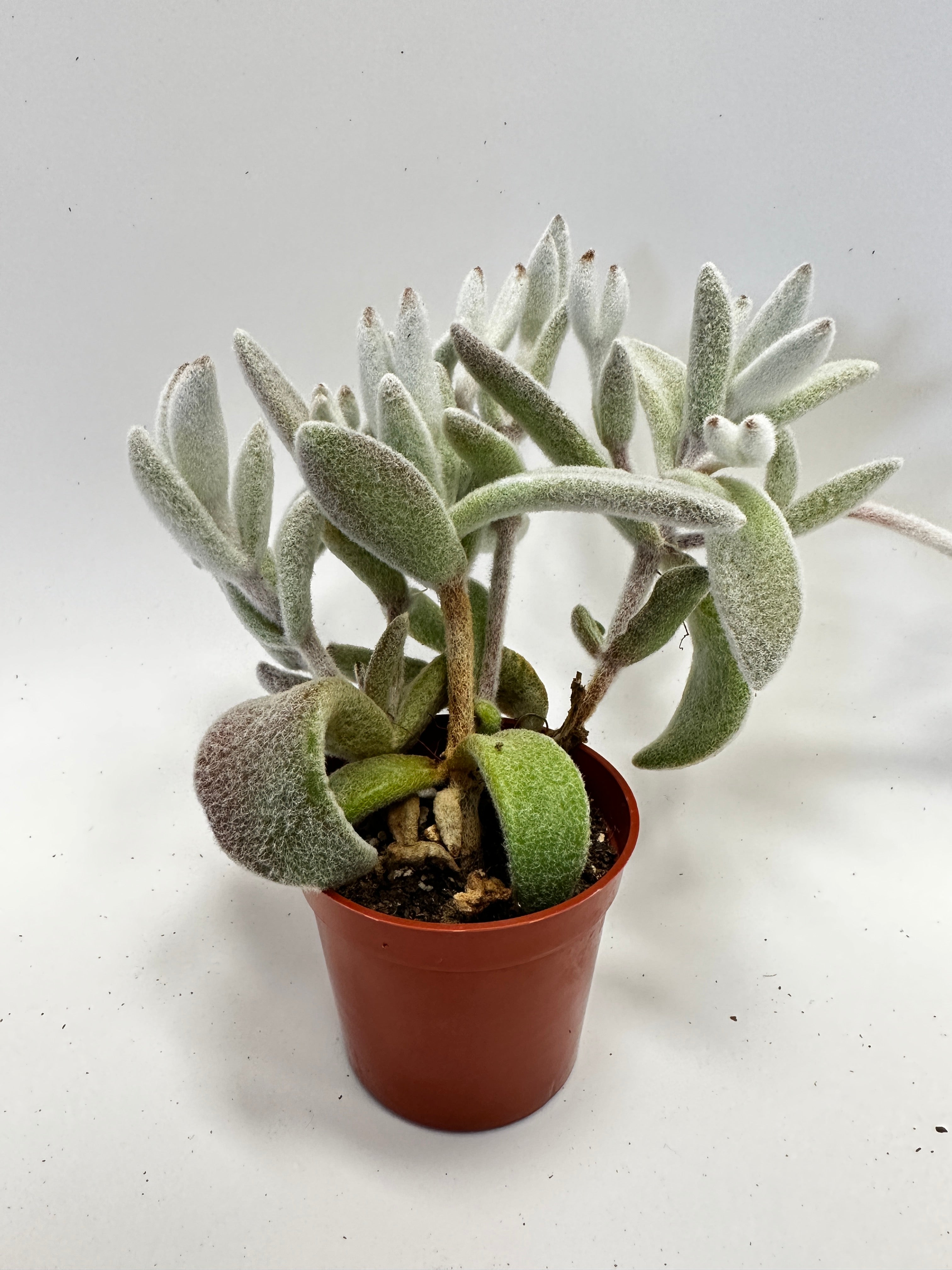 snow white panda succulent Kalanchoe eriophylla