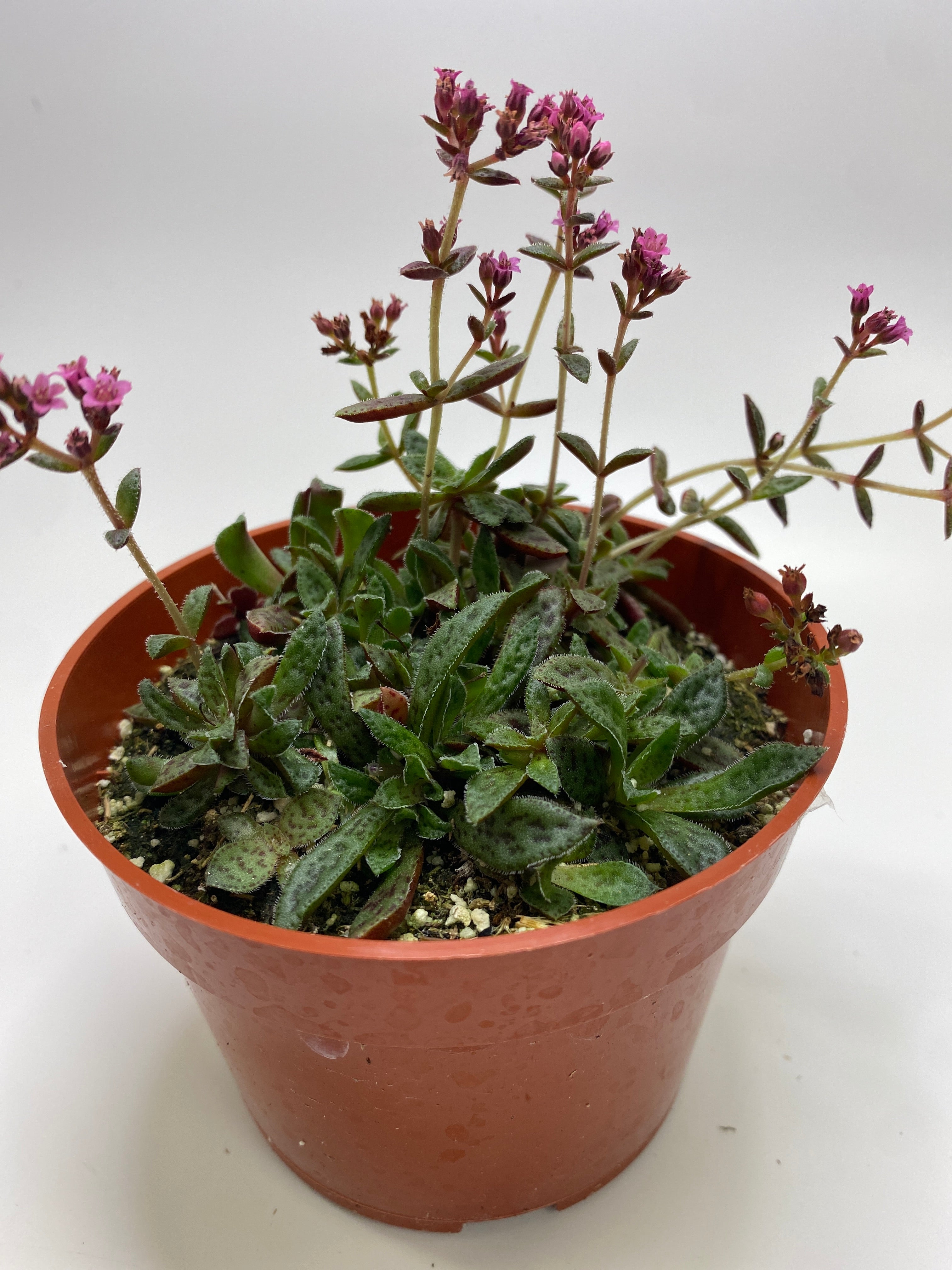 tiger jade succulent Crassula exilis ssp. cooperi - Tiger Jade